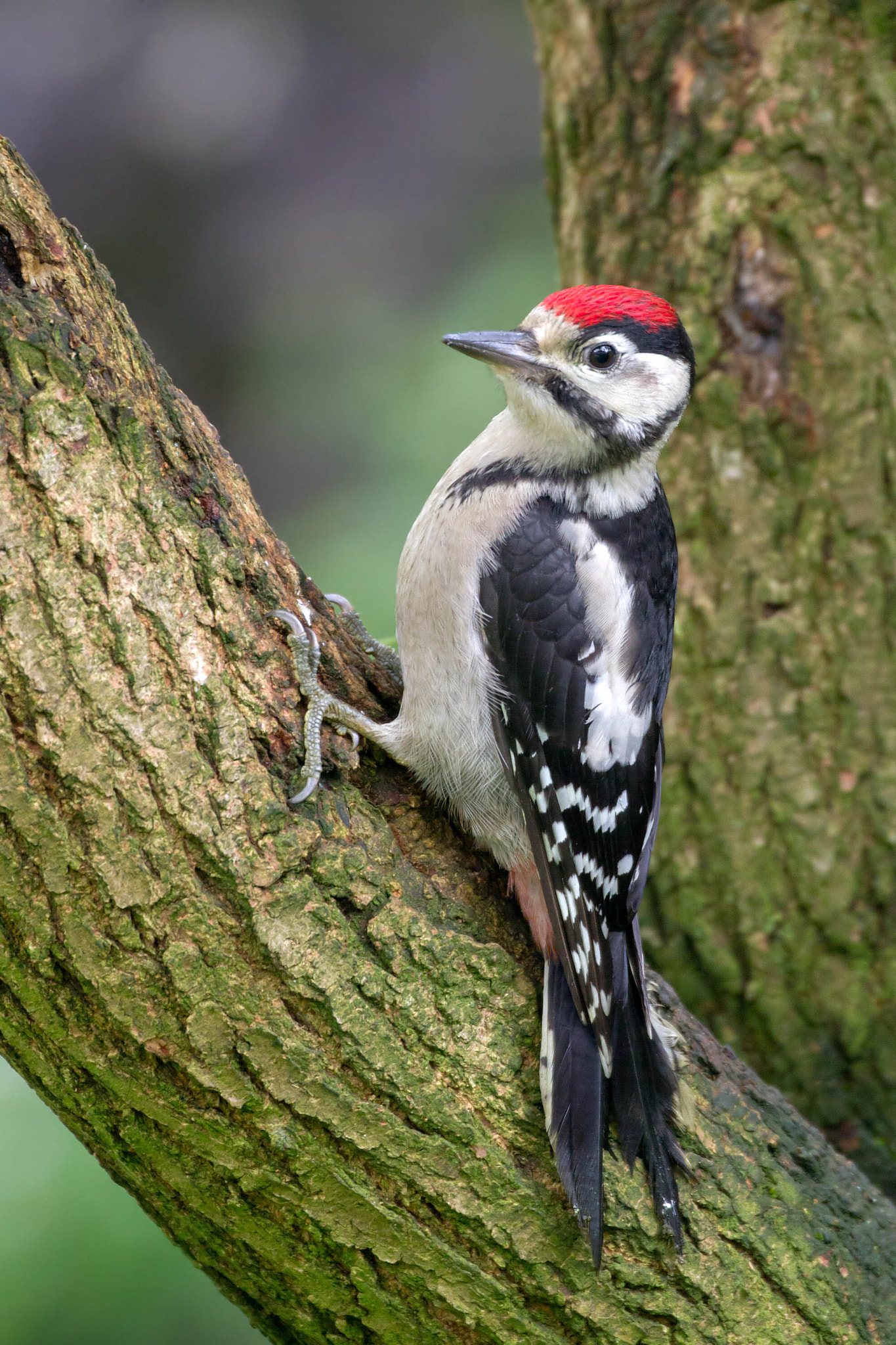 Canon EOS 7D + Canon EF 100-400mm F4.5-5.6L IS II USM sample photo. Juvenile great spotted woodpecker photography