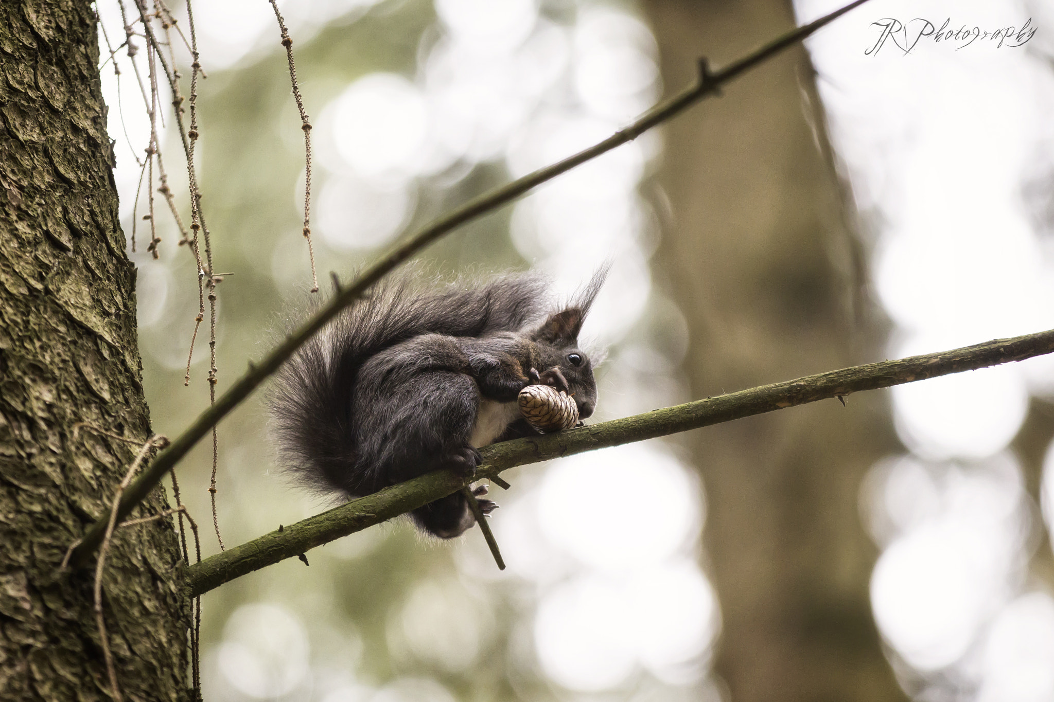 Canon EF 70-200mm F2.8L IS II USM sample photo. Squirrel photography