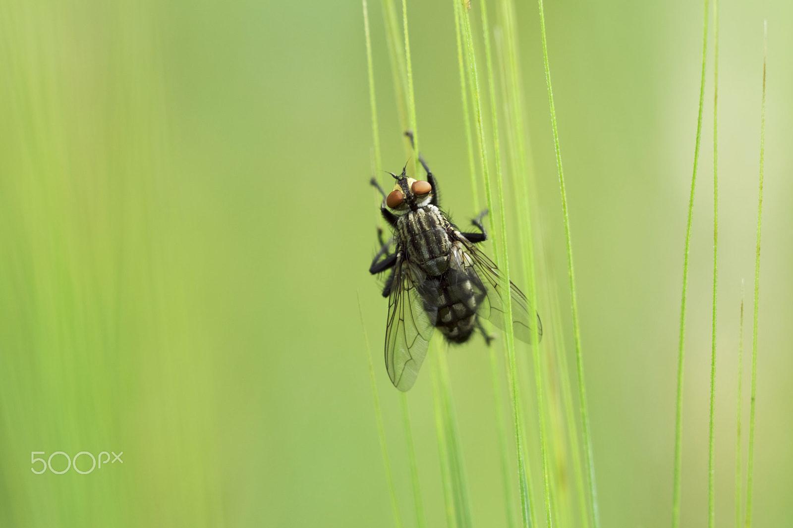 Sony SLT-A68 + 90mm F2.8 Macro SSM sample photo. The wonderful world of insects photography