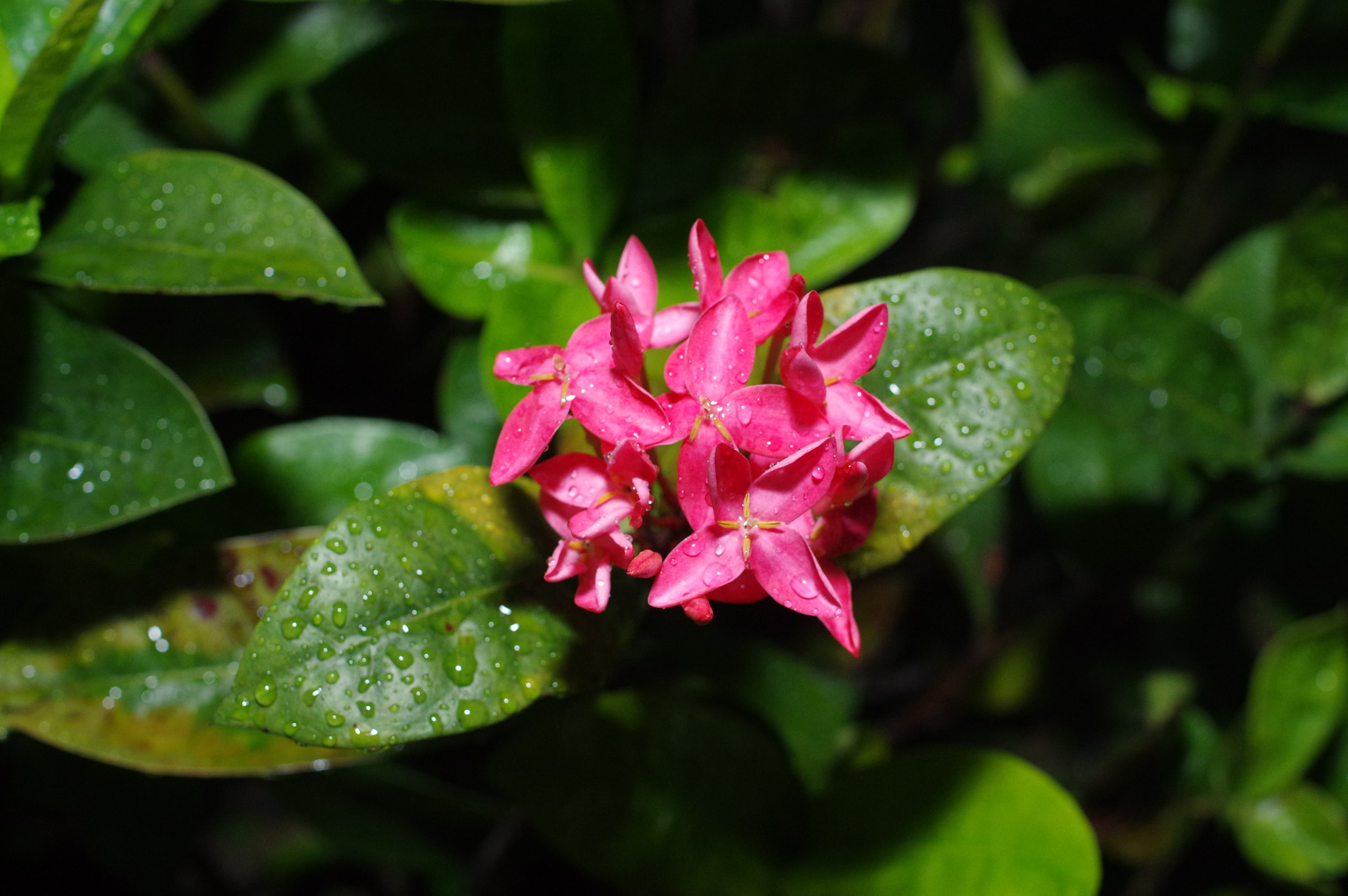 Pentax smc DA 35mm F2.8 Macro Limited sample photo. Flashing flower photography