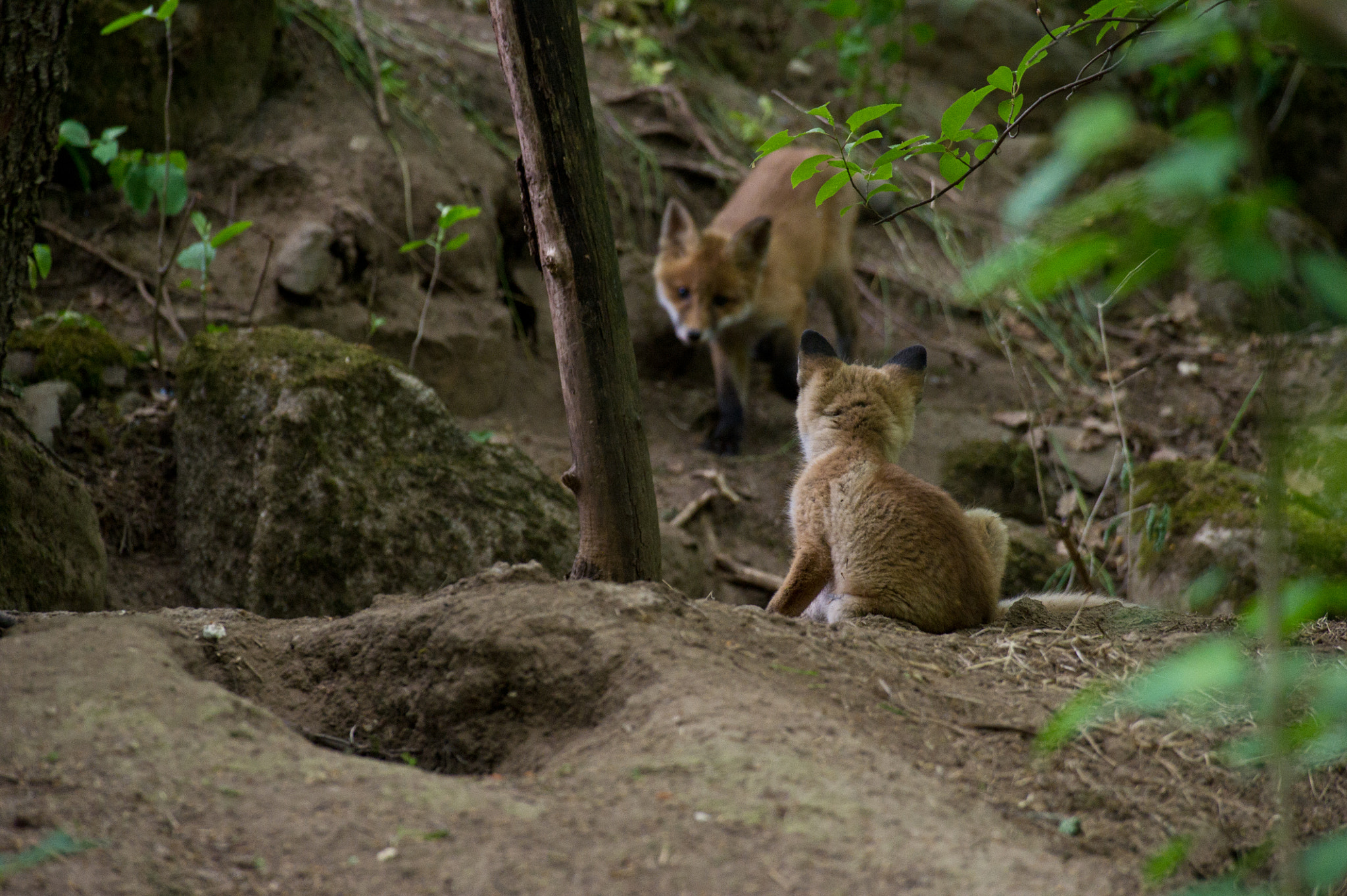 AF-S Nikkor 300mm f/2.8D IF-ED II sample photo. Hei brother, come play with me :) photography