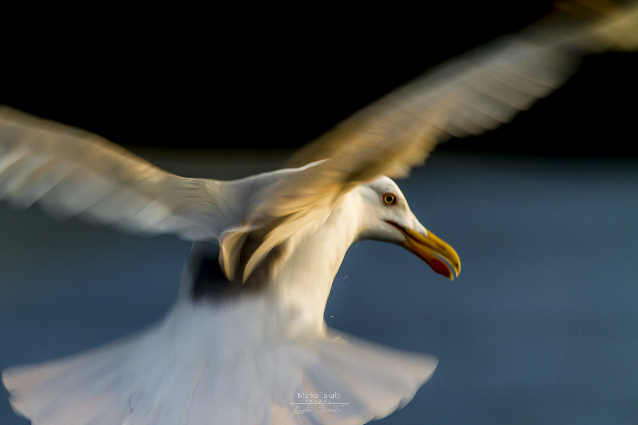 Canon EOS 7D + Canon EF 400mm F5.6L USM sample photo. The peek photography