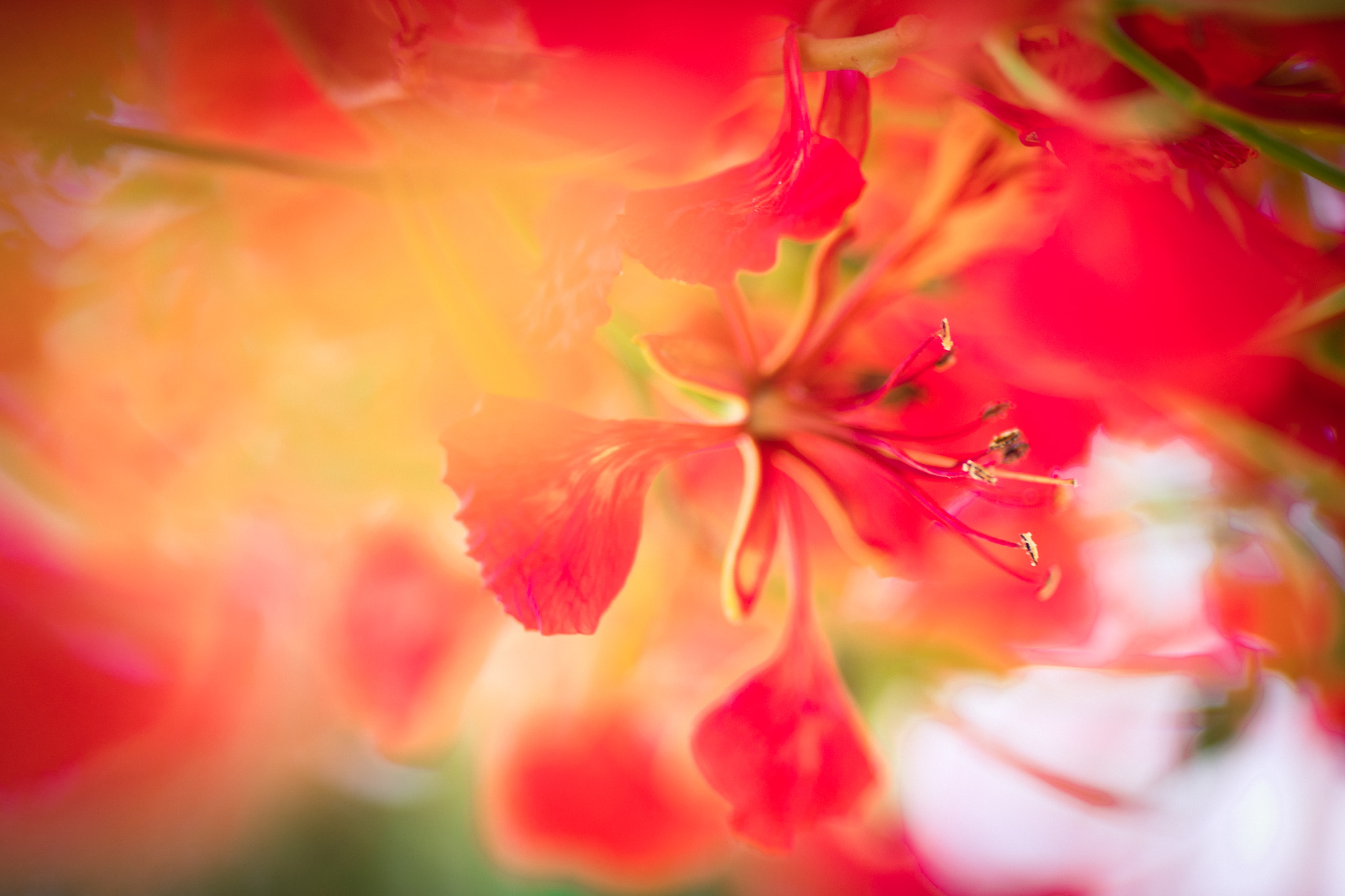 Canon EF 135mm F2L USM sample photo. Phoenix flower photography