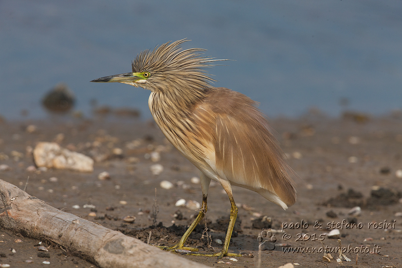 Canon EF 500mm F4L IS II USM sample photo. Sgarza ciuffetto ( ardeola ralloides ) photography