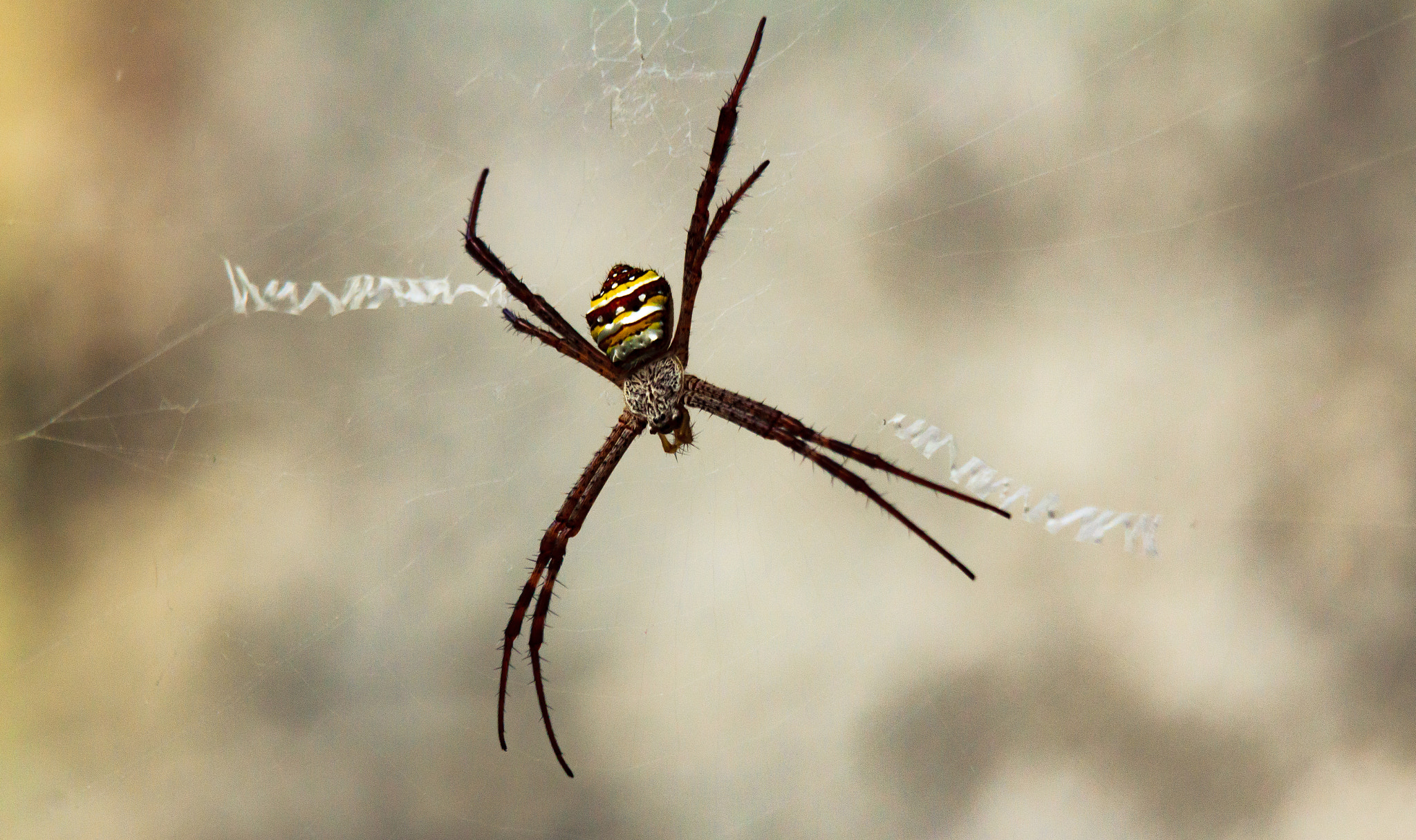 Canon EOS 550D (EOS Rebel T2i / EOS Kiss X4) sample photo. Spidy photography