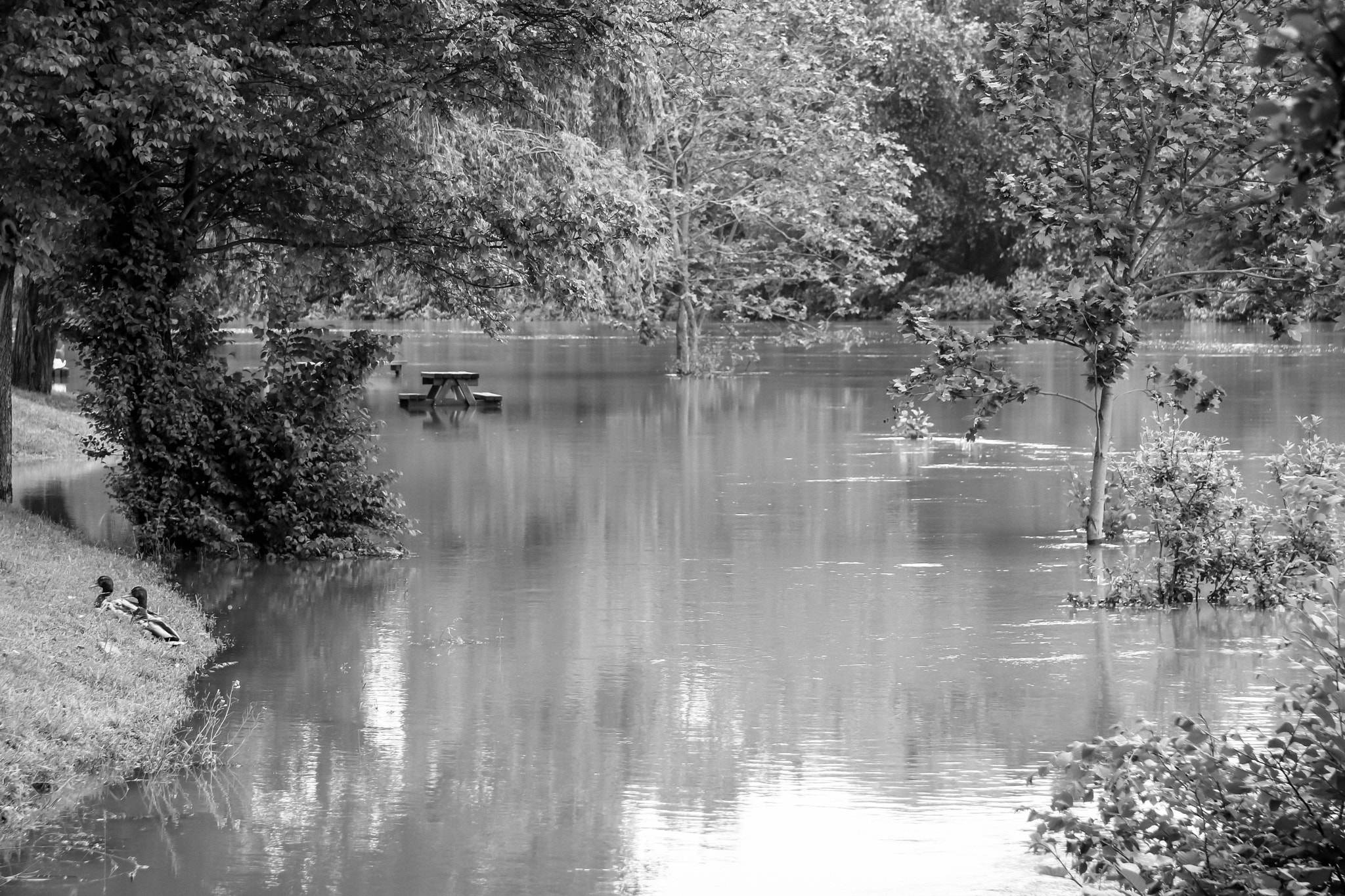 Canon EF-S 17-85mm F4-5.6 IS USM sample photo. Flood photography