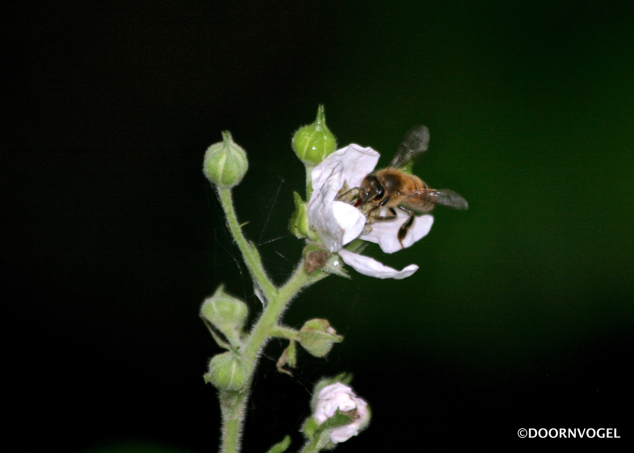 Canon EF 70-300mm F4-5.6 IS USM sample photo. Hmmm... honey! photography