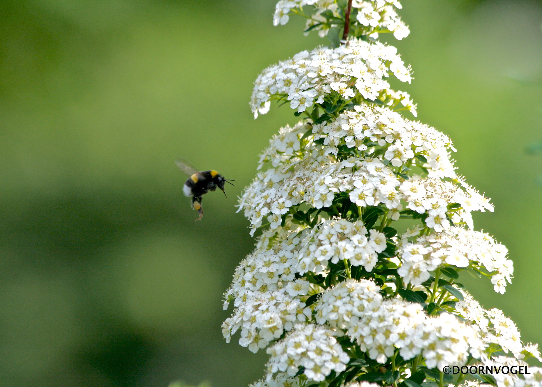 Canon EF 70-300mm F4-5.6 IS USM sample photo. Ready to land... photography