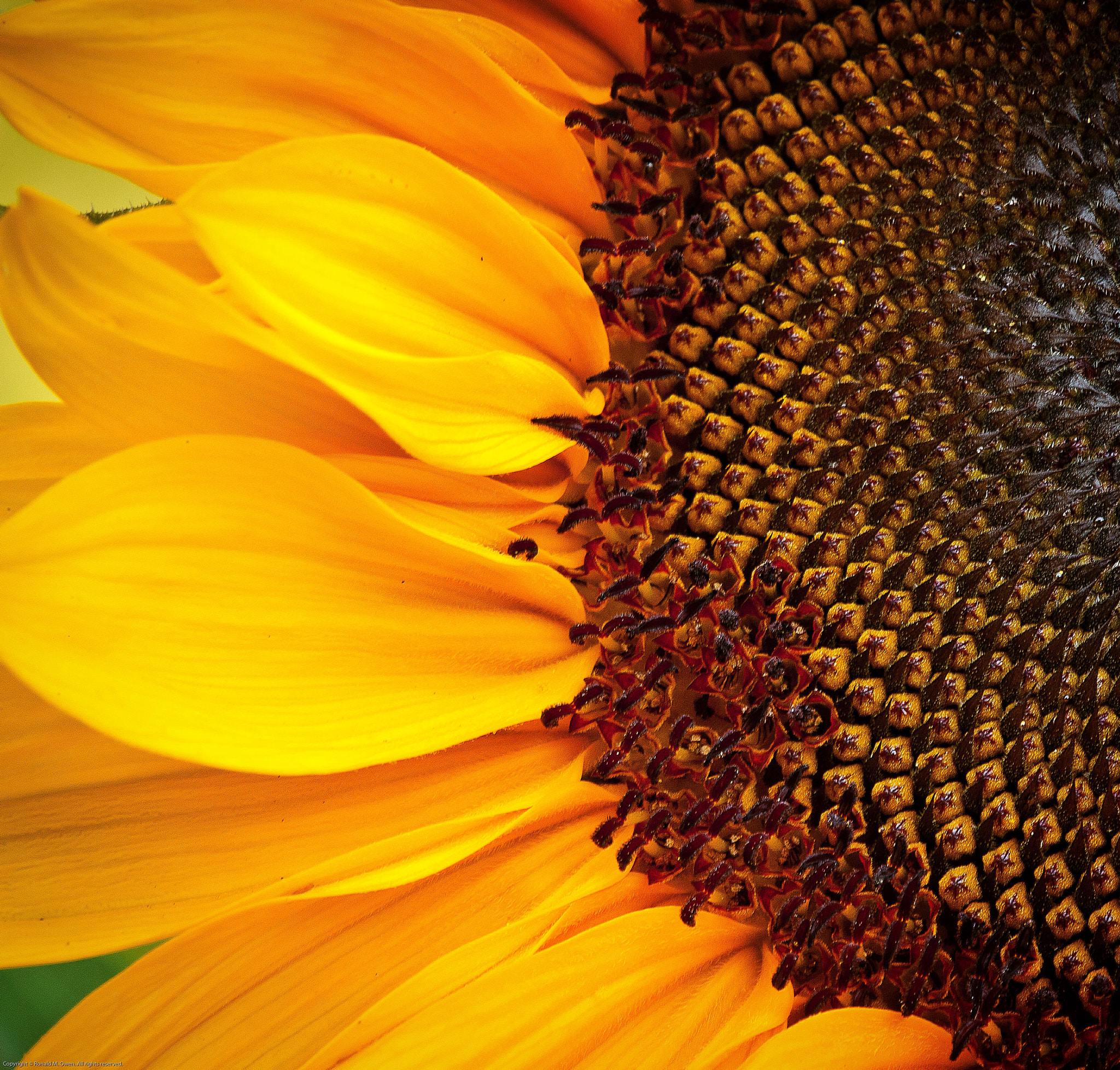 Canon EF 180mm F3.5L Macro USM sample photo. The herald of summer. photography