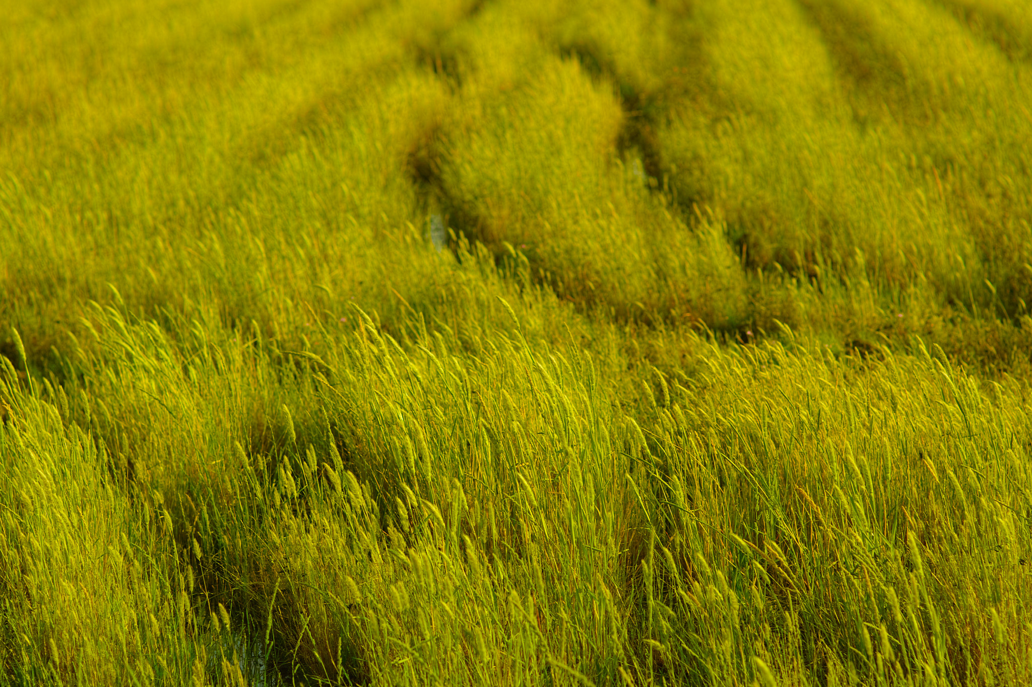 Sigma SD1 Merrill + Sigma 85mm F1.4 EX DG HSM sample photo. Fumi photography