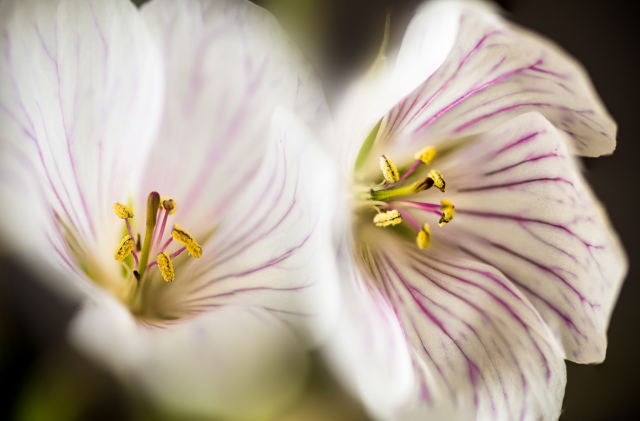 Canon EOS 6D + Sigma 105mm F2.8 EX DG Macro sample photo. Geranium photography