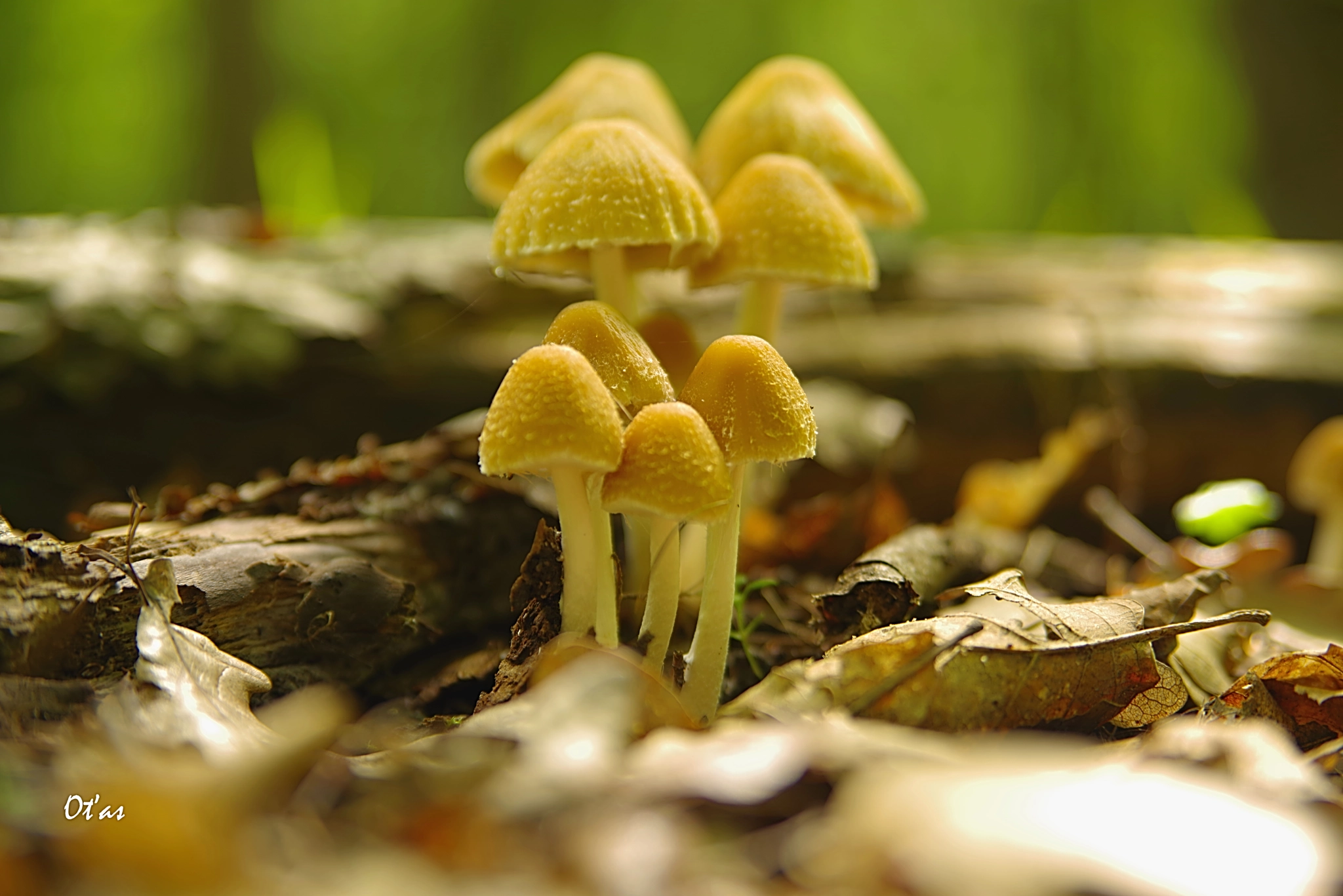 Tamron AF 28-75mm F2.8 XR Di LD Aspherical (IF) sample photo. Visit in the forest ii photography