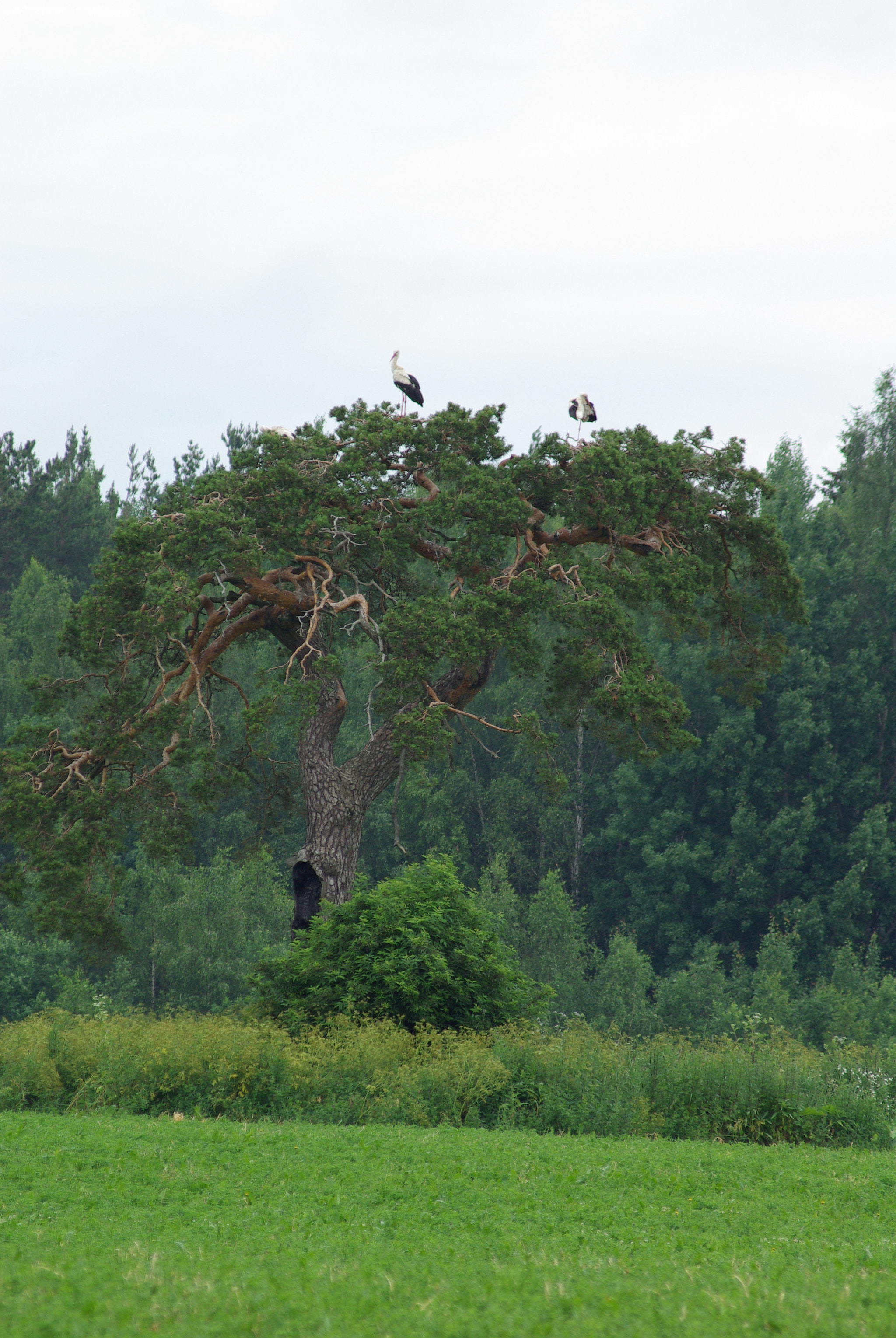 Pentax K10D + smc PENTAX-FA J 75-300mm F4.5-5.8 AL sample photo. Storks on a tree  photography