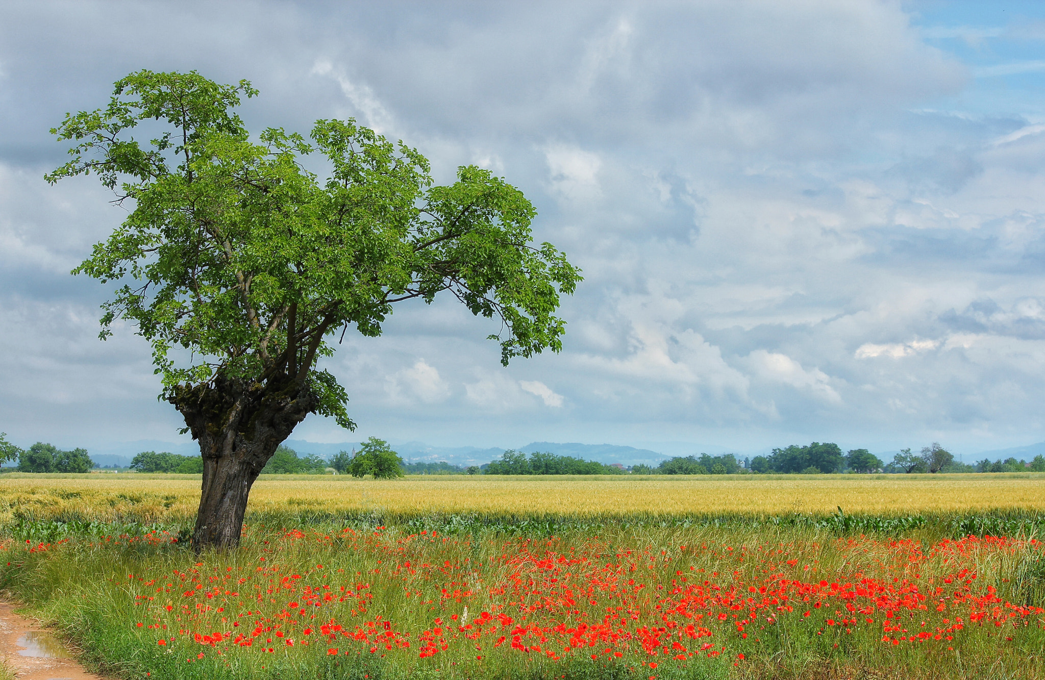 Canon EF-S 55-250mm F4-5.6 IS II sample photo. Beautiful day photography