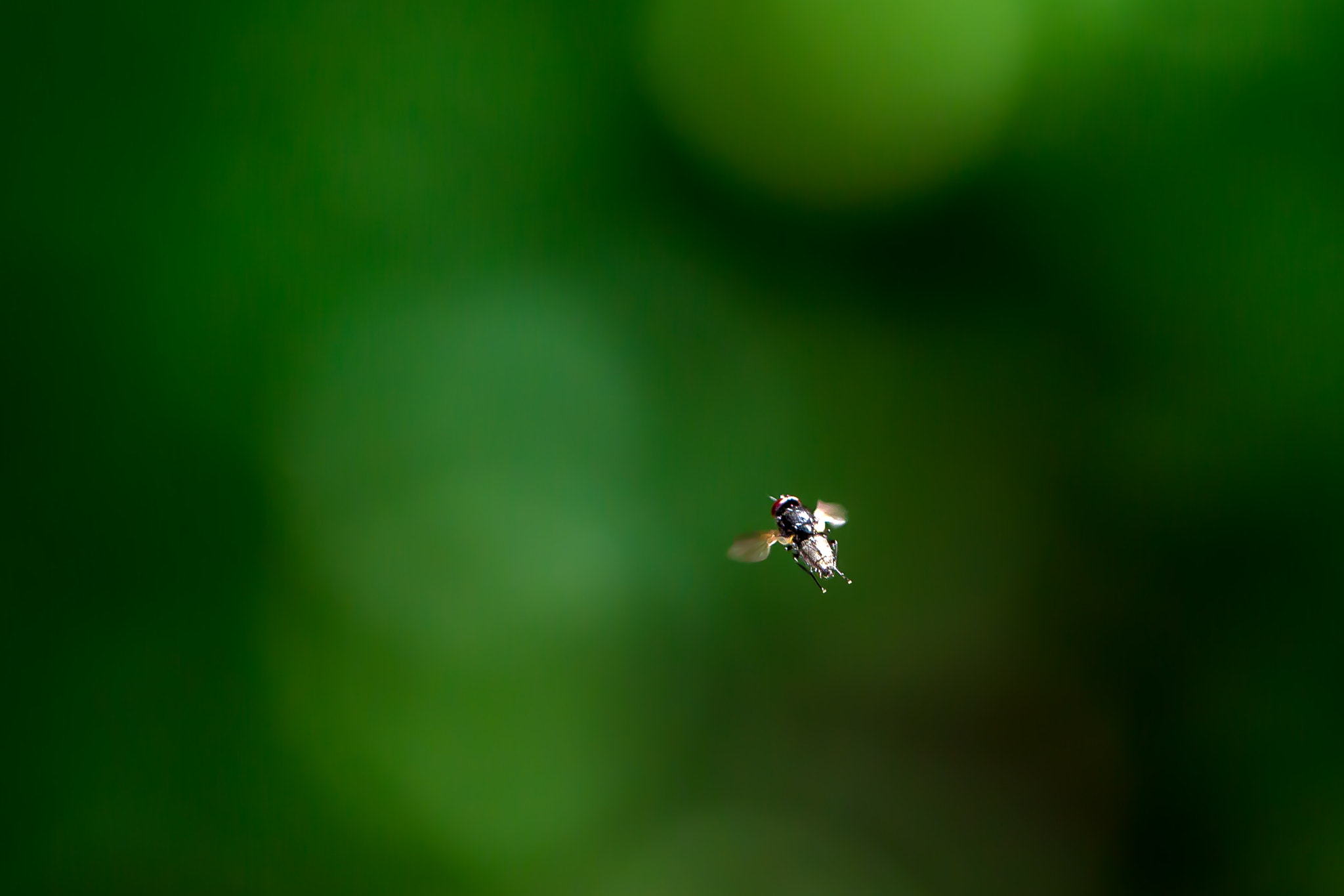 Canon EOS-1D Mark IV sample photo. Flug einer fliege photography