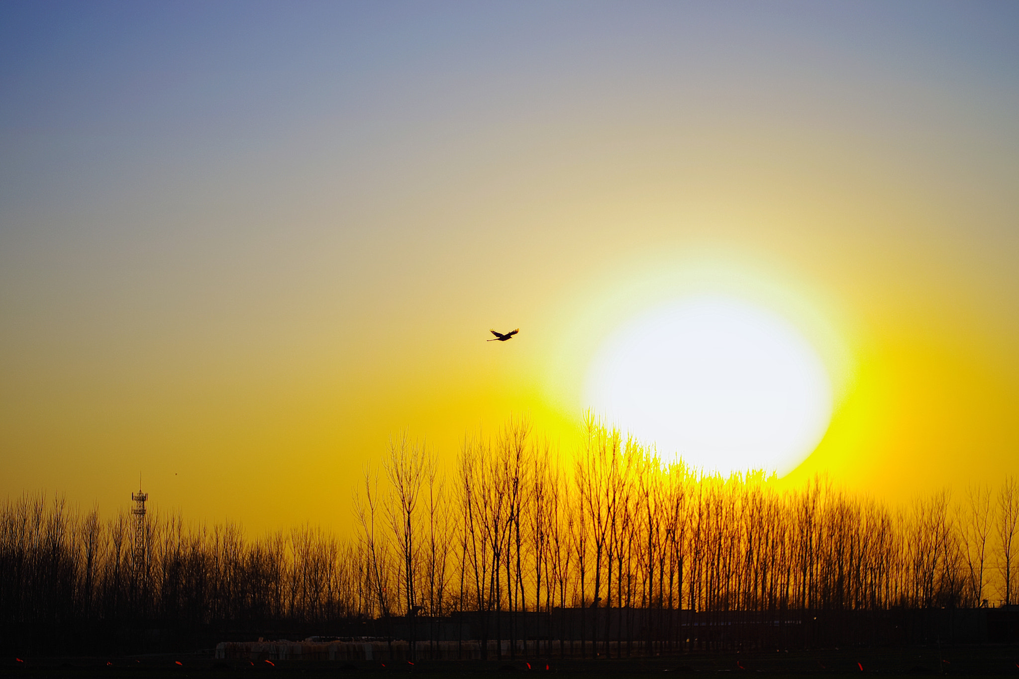 Pentax K-5 II + Pentax smc DA 40mm F2.8 XS Lens sample photo. 夕落归巢 photography