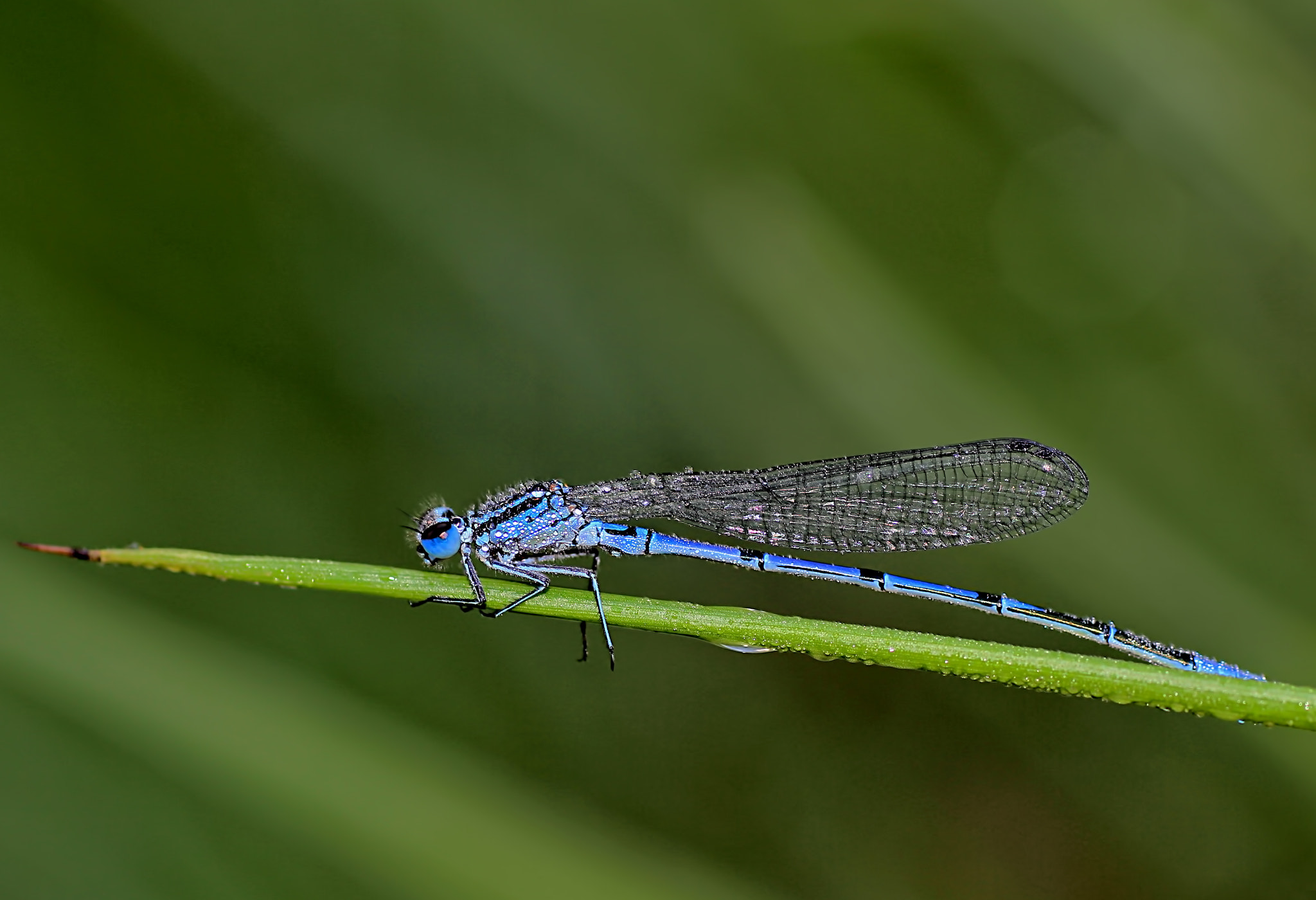 Canon EOS 60D + Sigma 70mm F2.8 EX DG Macro sample photo. Common blue damselfly (enallagma cyathigerum) photography