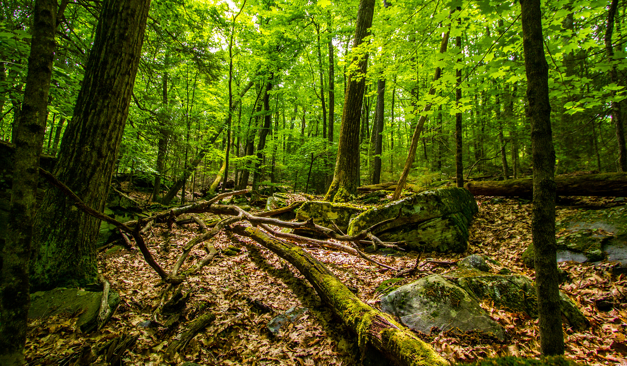 Canon EF-S 10-22mm F3.5-4.5 USM sample photo. The fallen of the forest photography