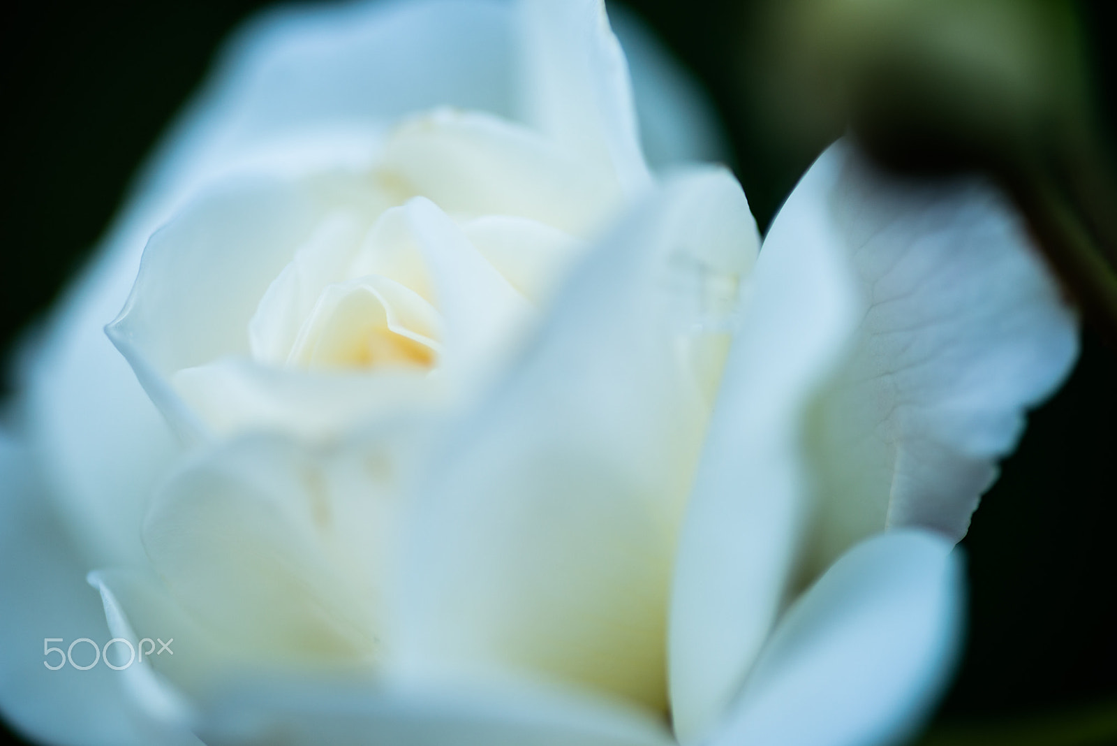 Nikon D600 sample photo. 白薔薇 photography
