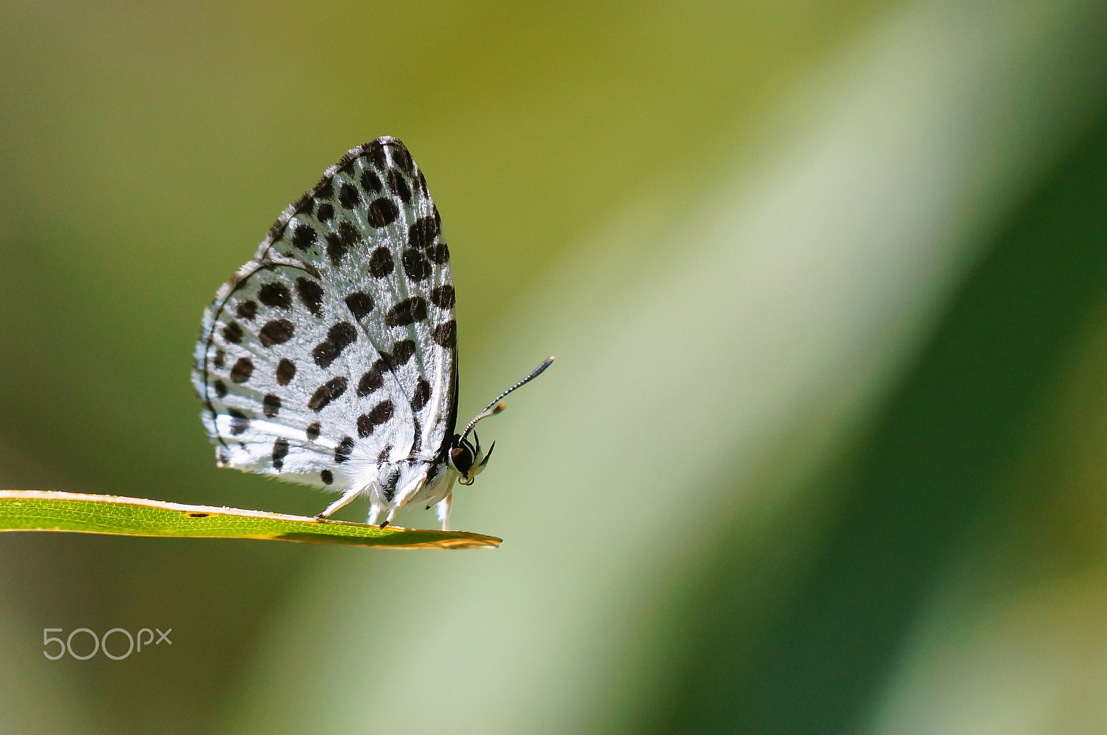 Sony SLT-A57 + Minolta AF 100mm F2.8 Macro [New] sample photo. The forest pierrot 2 photography