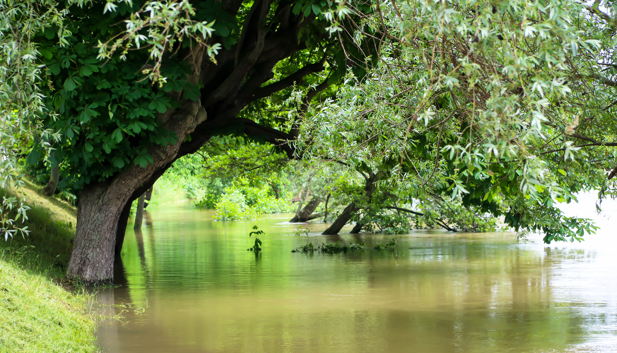Canon EF-S 17-85mm F4-5.6 IS USM sample photo. Quite flood photography