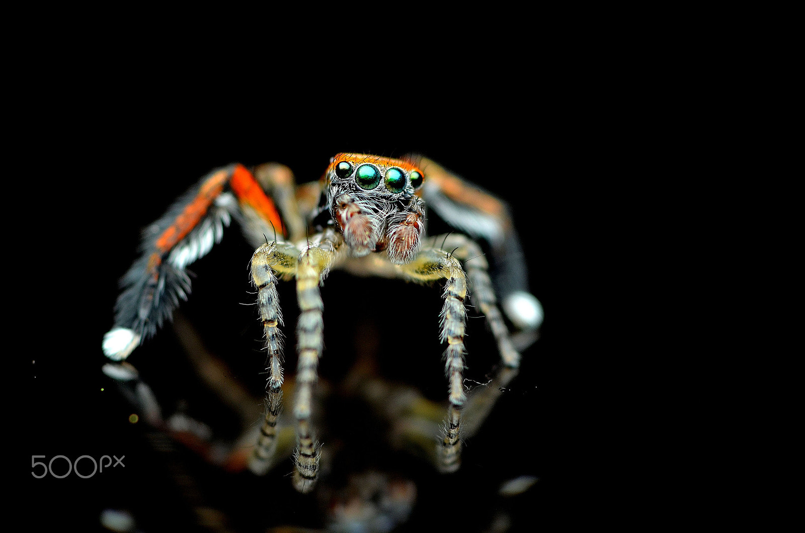 Tamron SP AF 90mm F2.8 Di Macro sample photo. Saitis barbipes part two photography