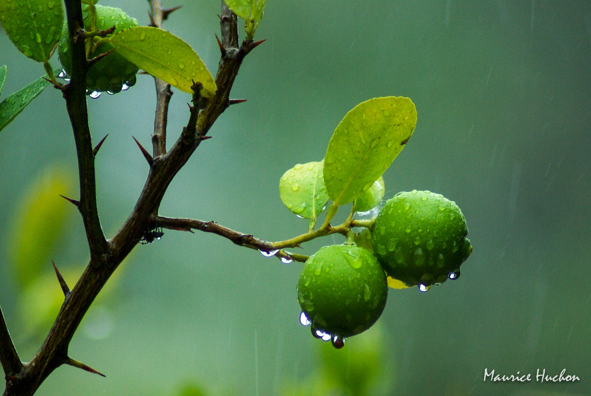 Tamron AF 70-300mm F4-5.6 Di LD Macro sample photo. Citrons verts (rurutu) photography