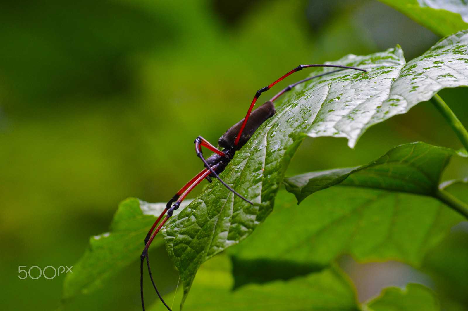 Sigma 120-400mm F4.5-5.6 DG OS HSM sample photo. Red spider photography