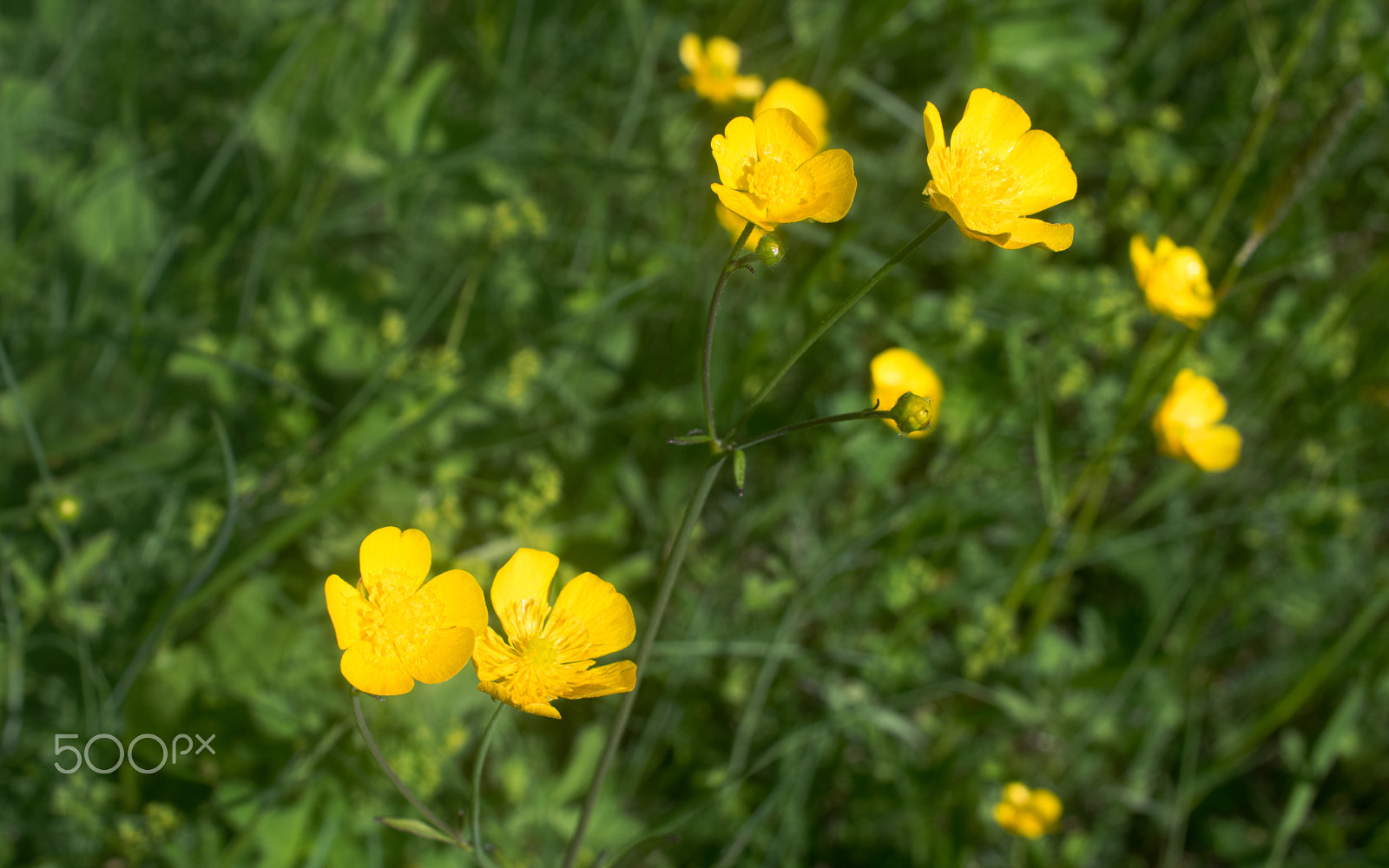 Pentax smc DA 35mm F2.8 Macro Limited sample photo. Meadow buttercups photography