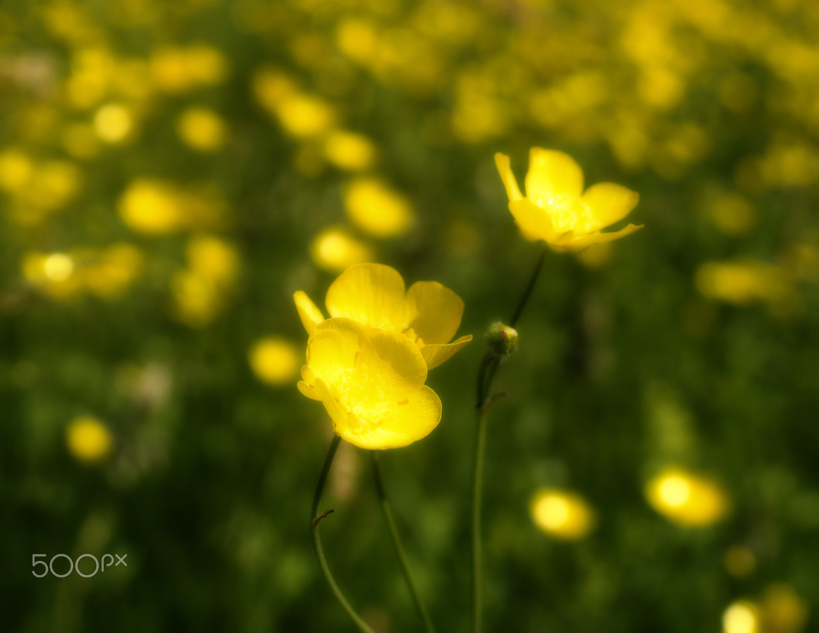 Pentax smc DA 35mm F2.8 Macro Limited sample photo. Meadow buttercups photography