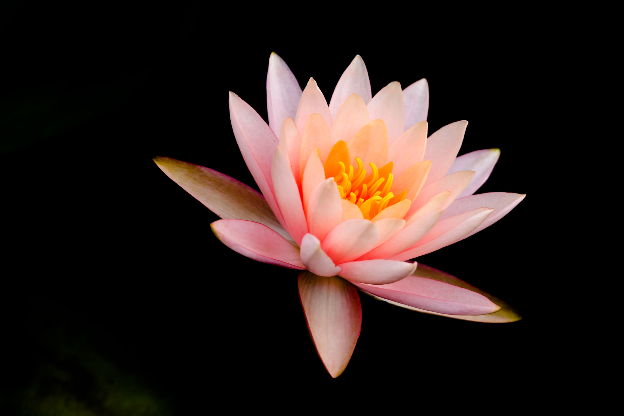 Tamron SP 150-600mm F5-6.3 Di VC USD sample photo. Waterlily photography
