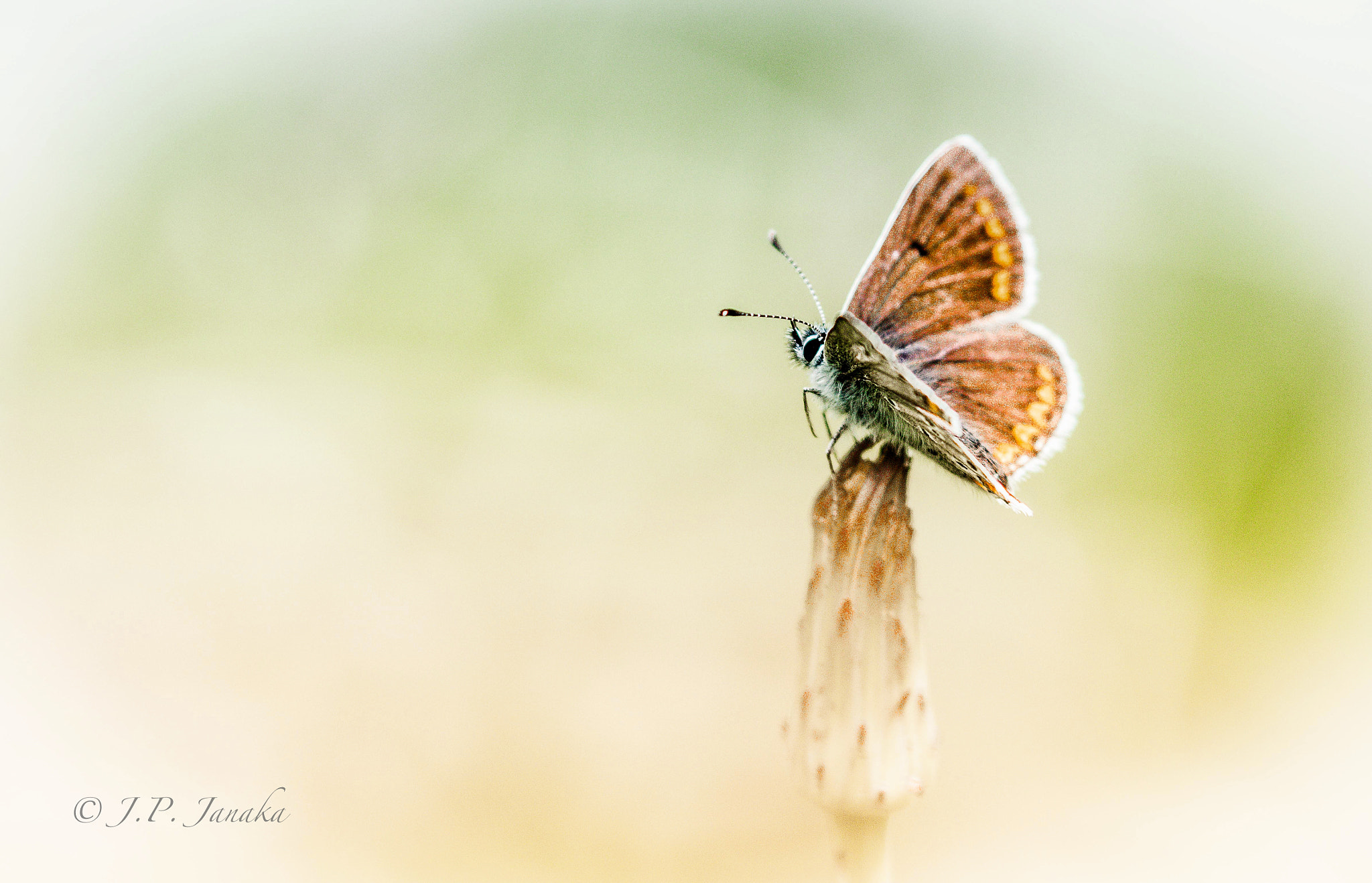Canon EF 100-400mm F4.5-5.6L IS II USM sample photo. Polyommatus coridon (female) photography