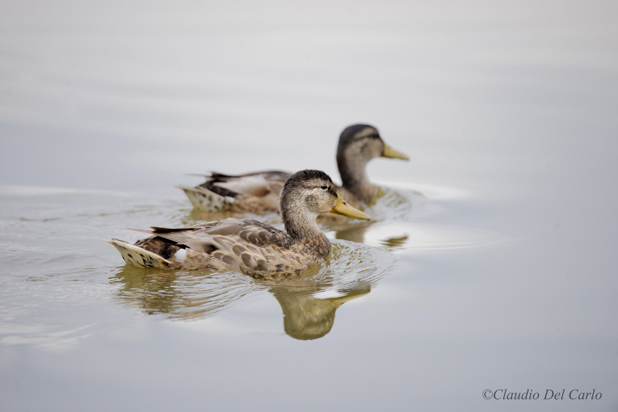 Sigma 150-600mm F5-6.3 DG OS HSM | S sample photo. 040616_2237.jpg photography