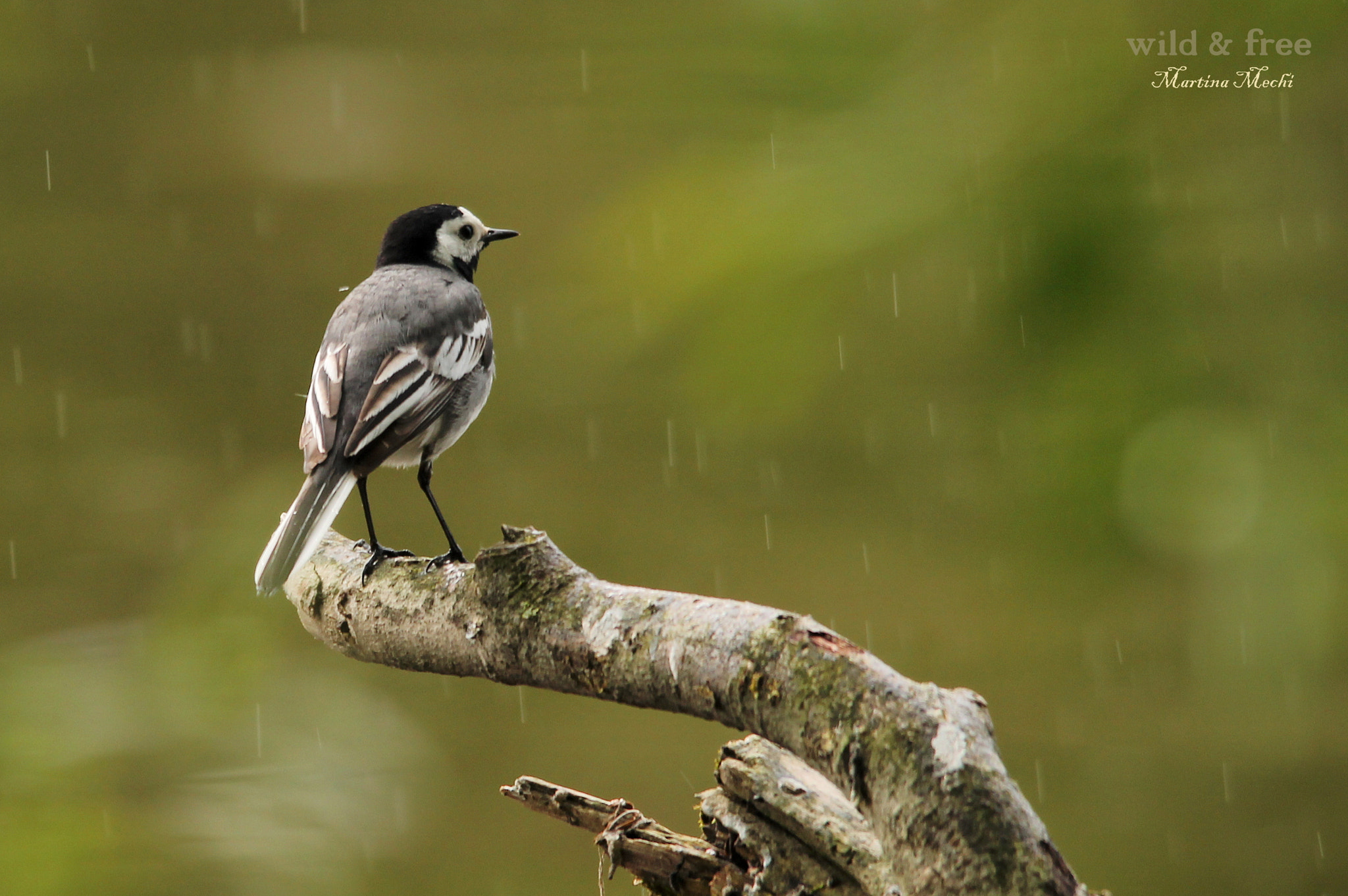 Sigma 150-500mm F5-6.3 DG OS HSM sample photo. *raindrops* photography