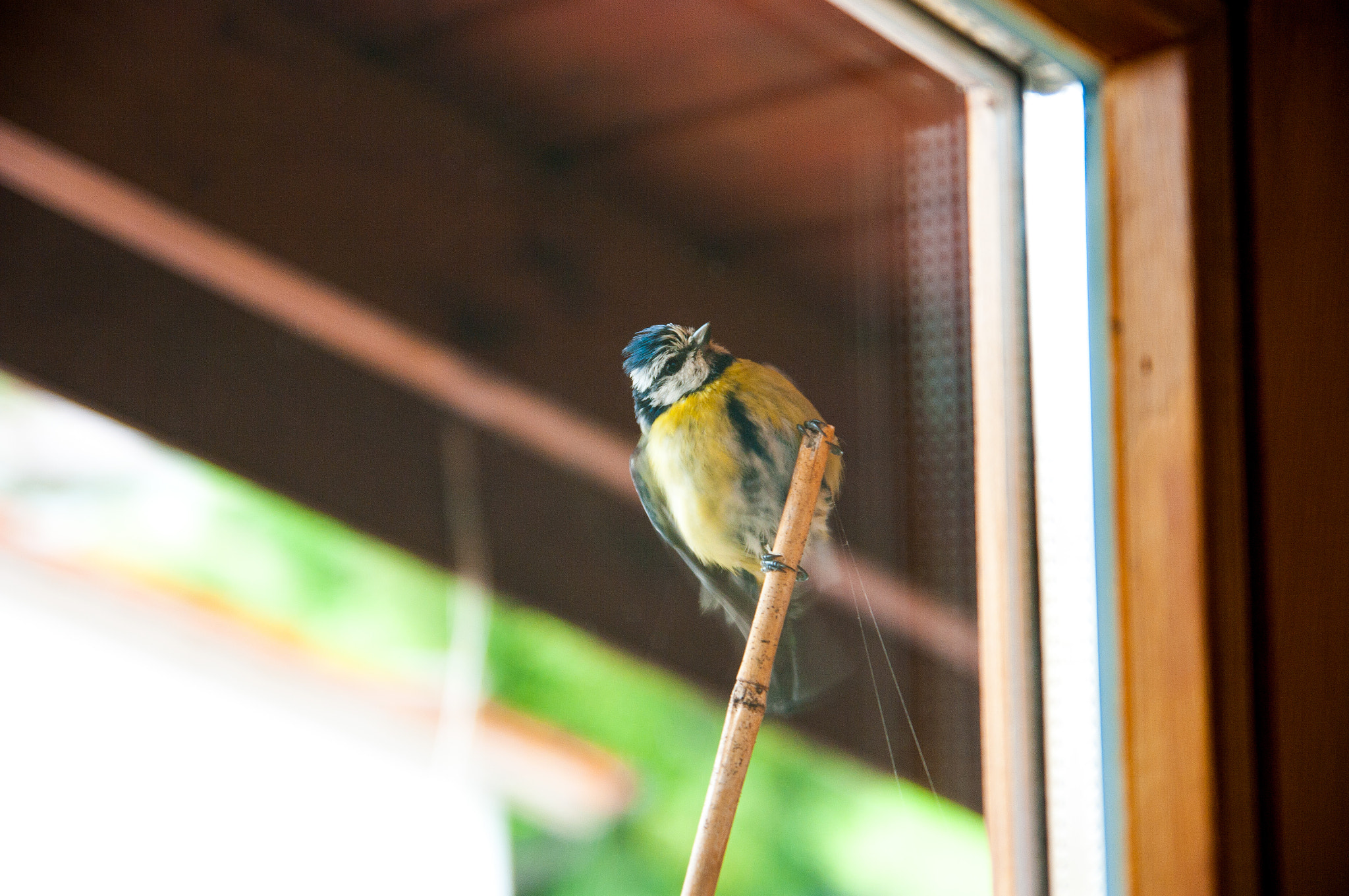 Pentax K20D sample photo. Curious.. photography