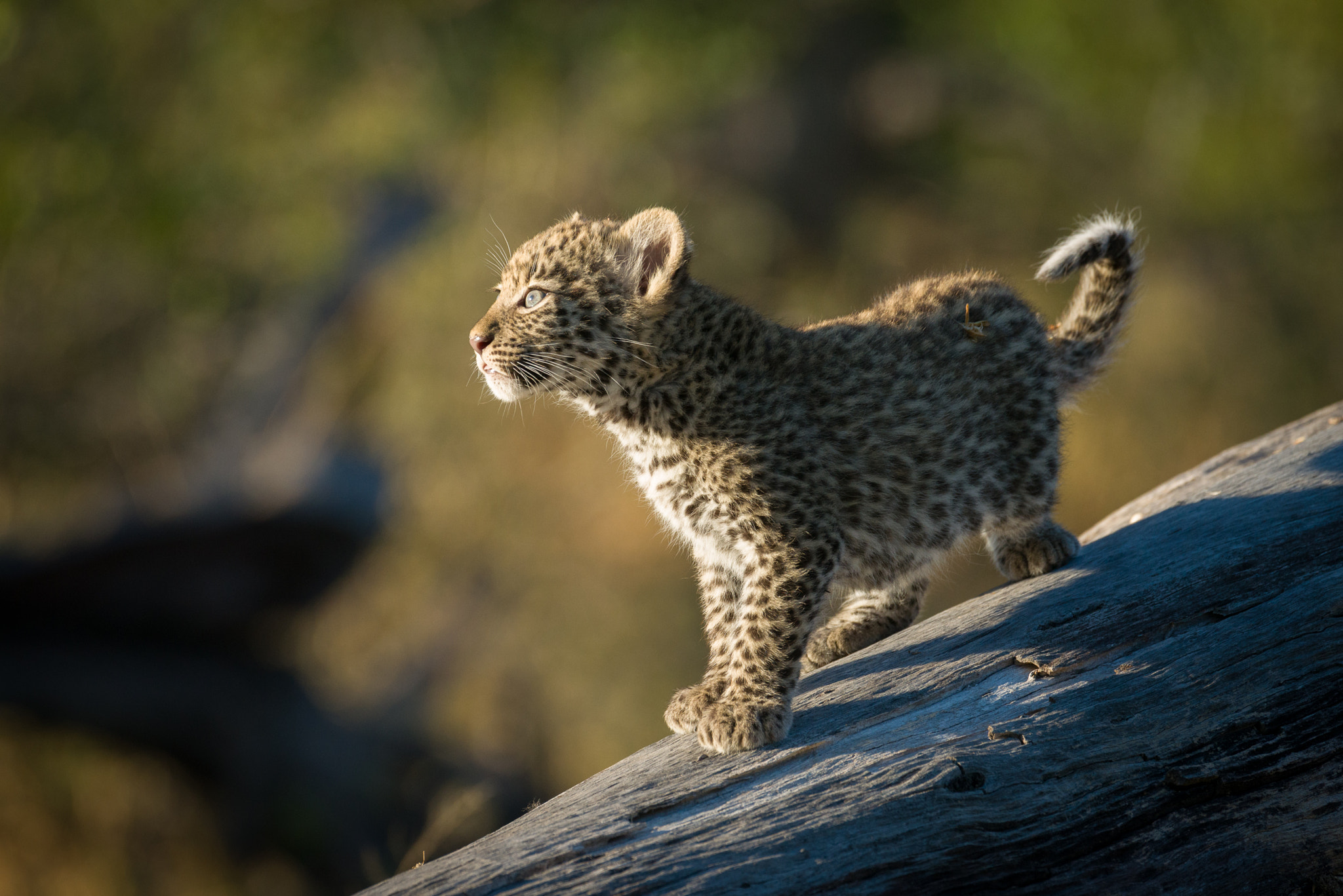 Nikon AF-S Nikkor 200-400mm F4G ED-IF VR sample photo. Facing life photography