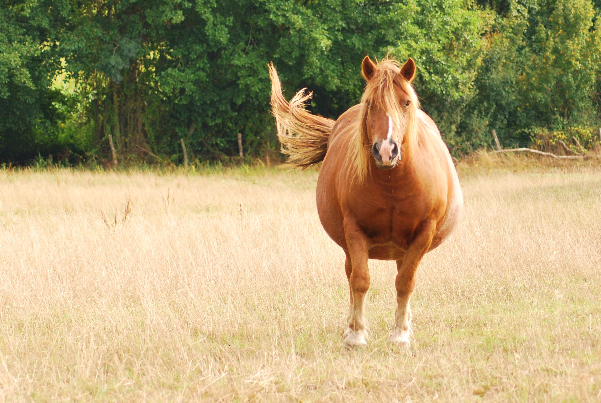 Nikon D60 + AF Zoom-Nikkor 70-300mm f/4-5.6D ED sample photo. Pregnant mare photography