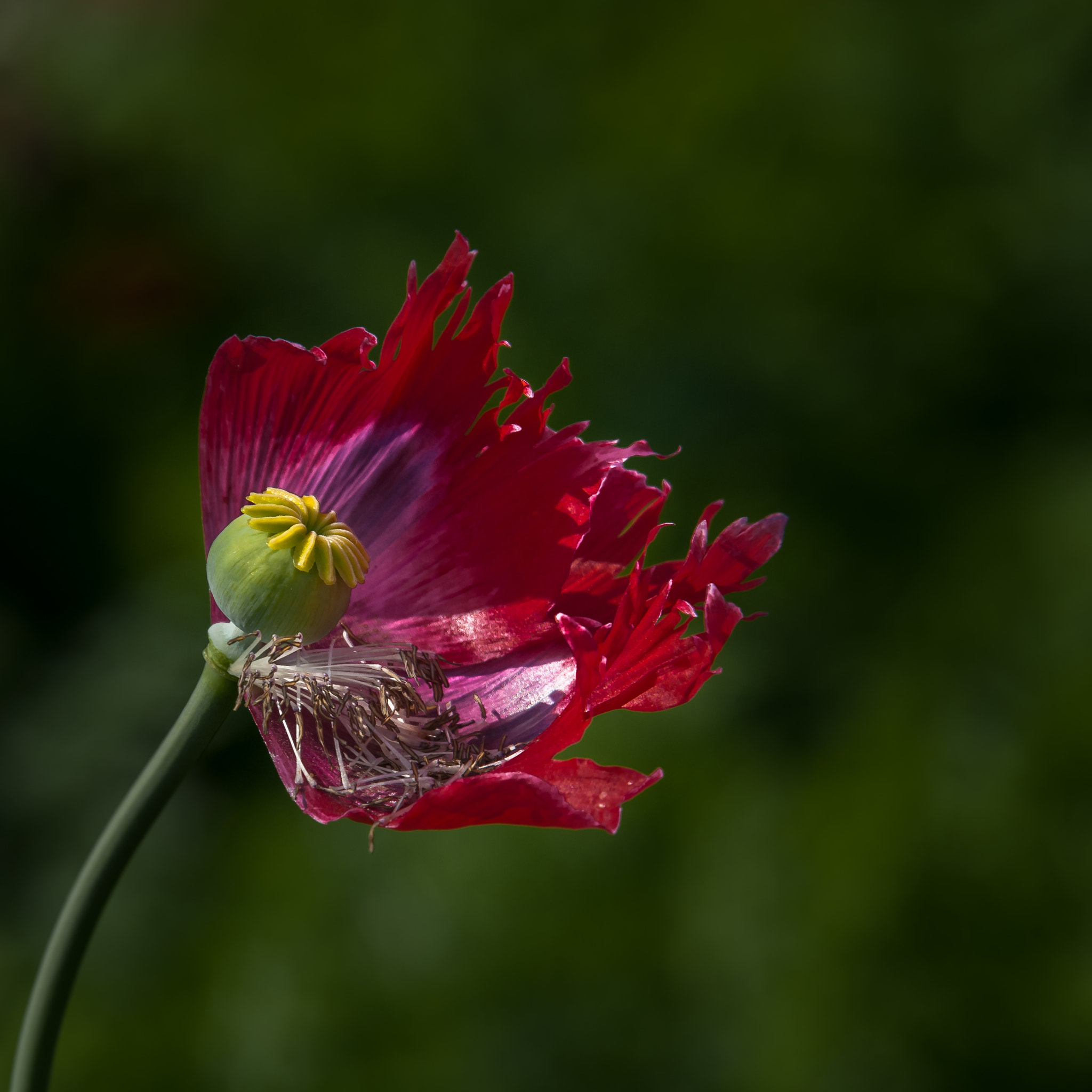 Nikon D300S sample photo. Red poppy photography