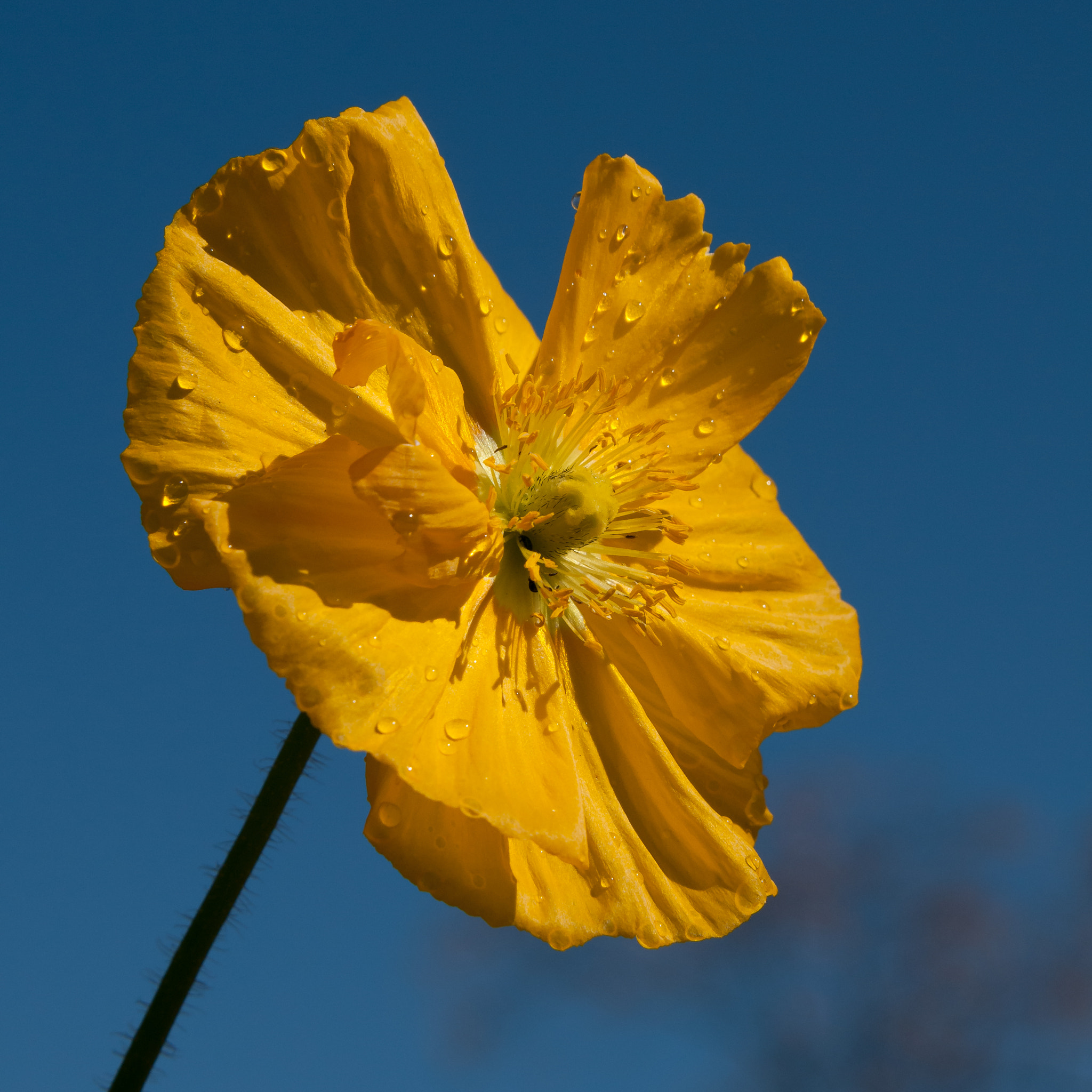 Nikon D300S sample photo. Yellow poppy photography