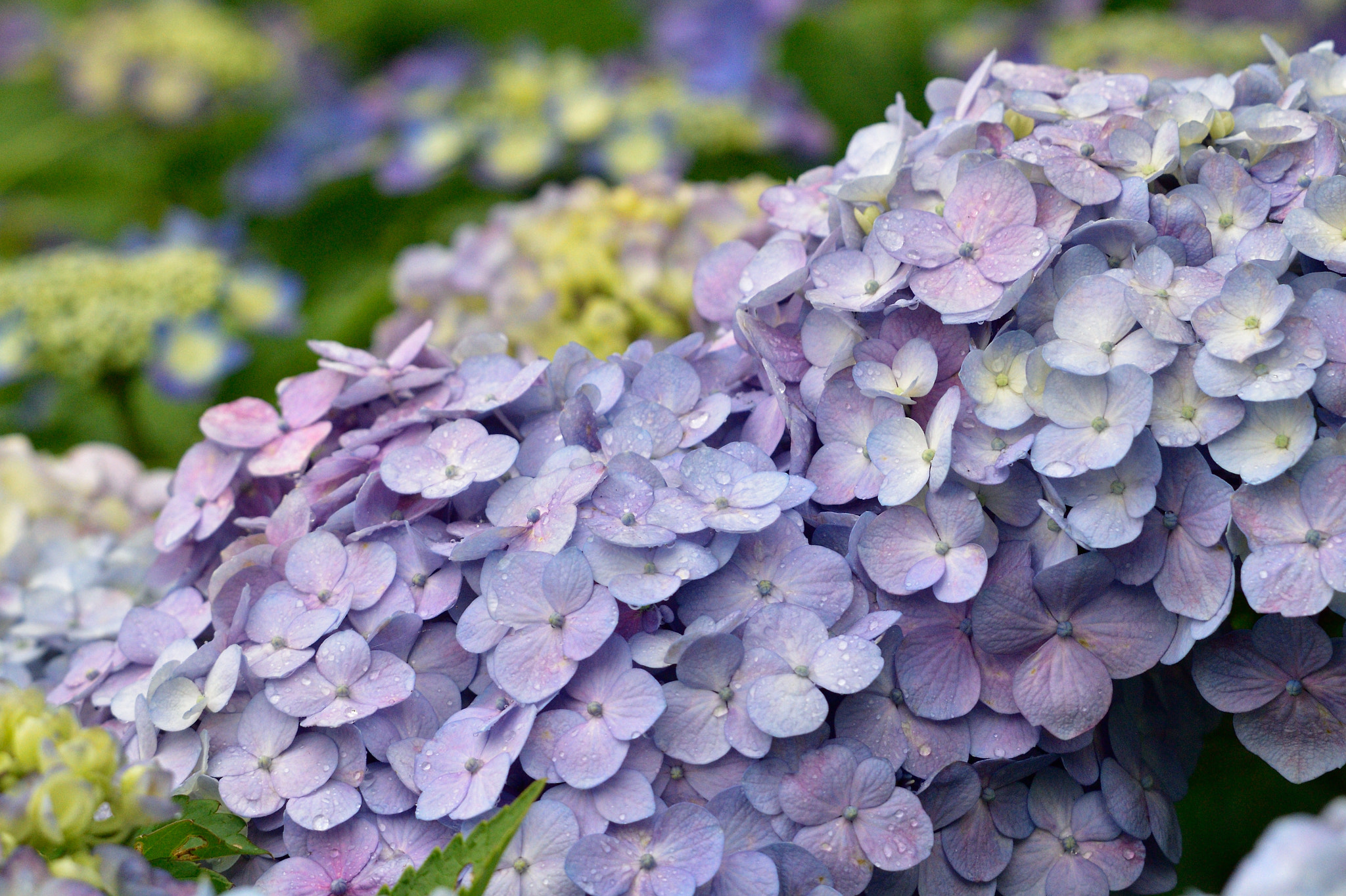 Nikon D810 + Sigma 50-500mm F4-6.3 EX APO RF HSM sample photo. Hydrangea あじさい photography