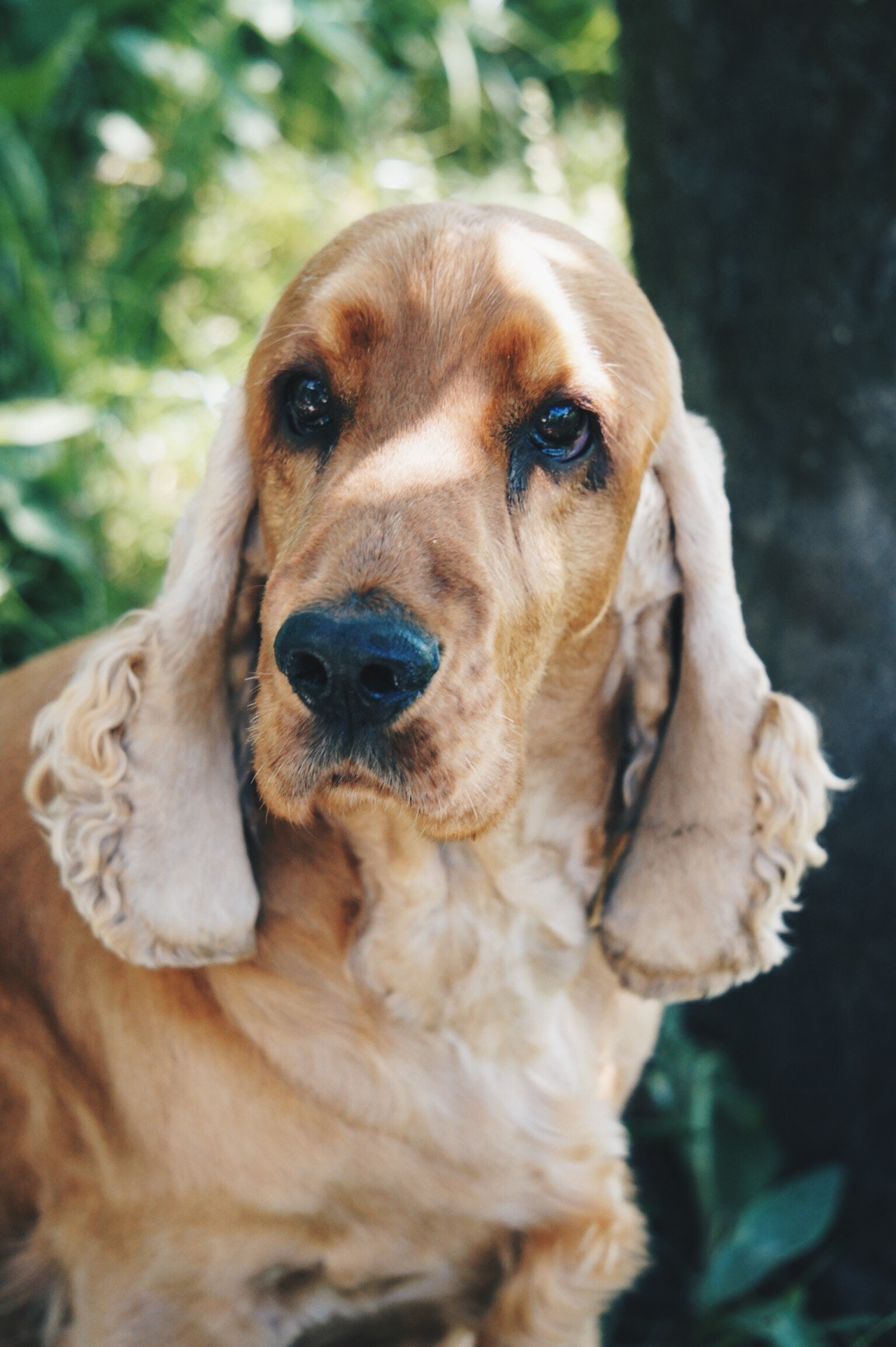 Sony Alpha NEX-3 sample photo. Man's best friend photography
