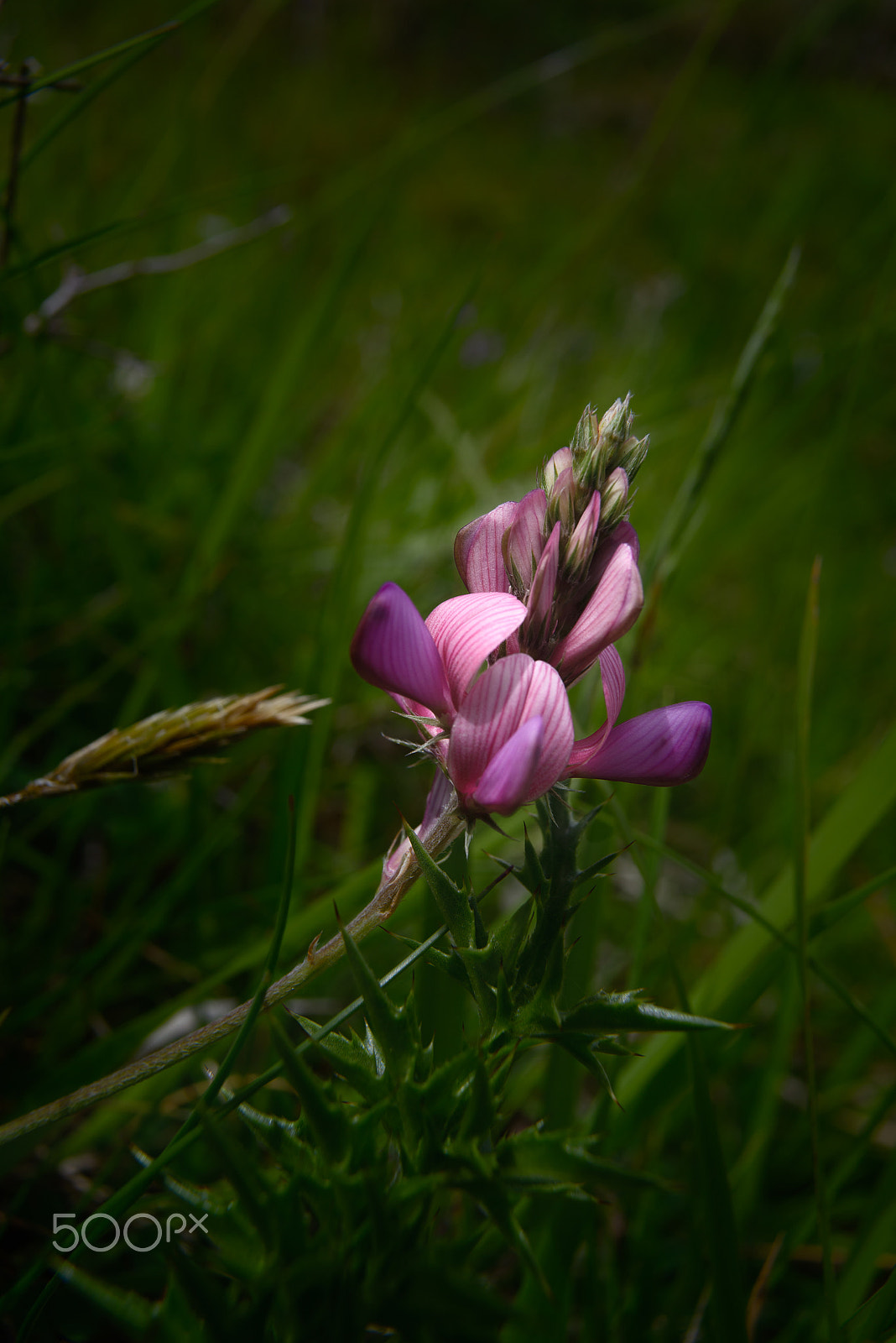 Nikon D800E sample photo. Fleur dans l'ombre photography