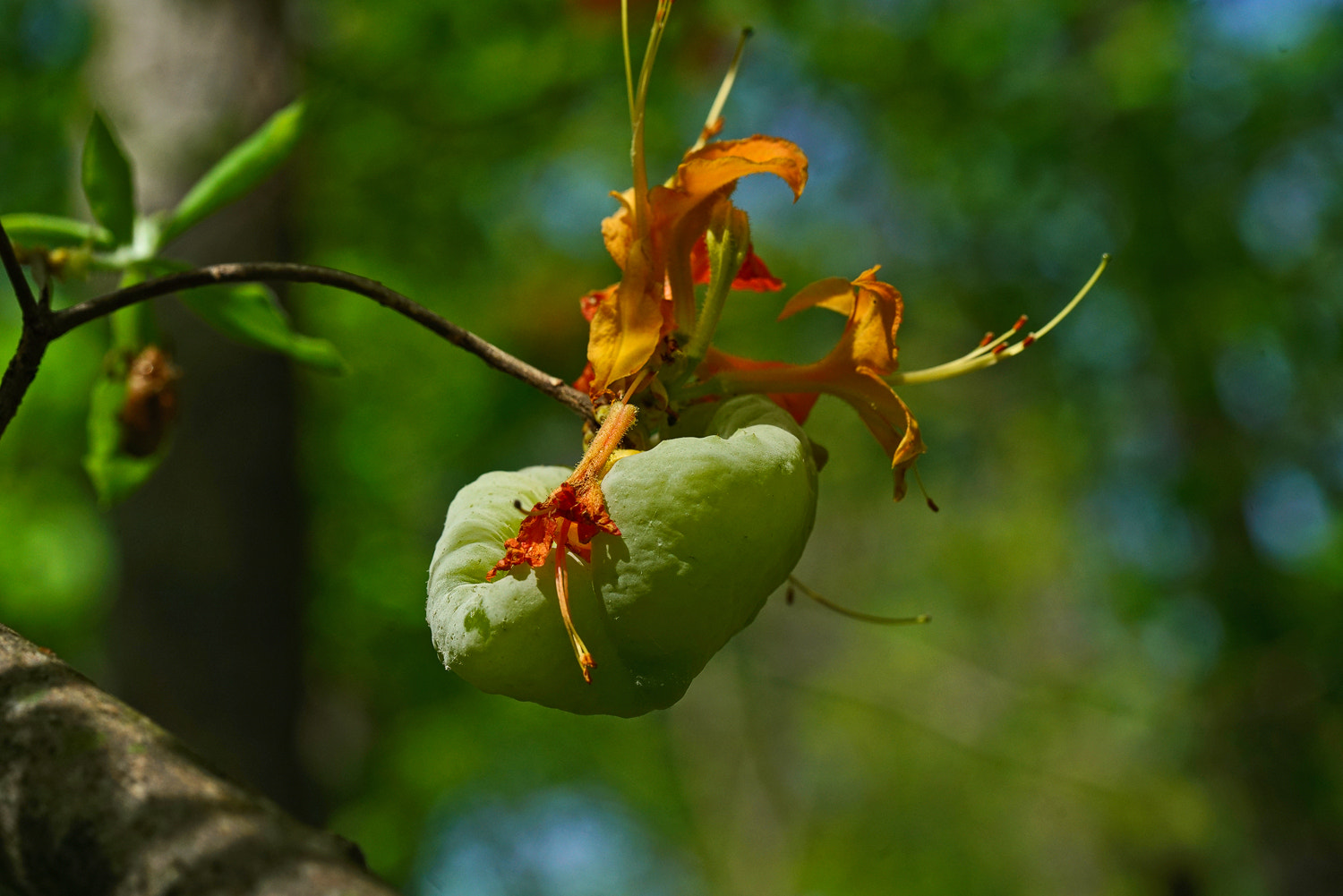 100mm F2.8 SSM sample photo. Bonus growth ?? photography