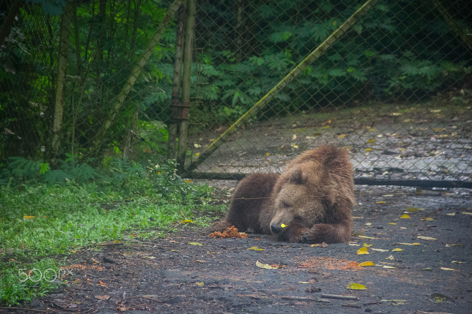Canon EOS 600D (Rebel EOS T3i / EOS Kiss X5) sample photo. Lazy bear photography