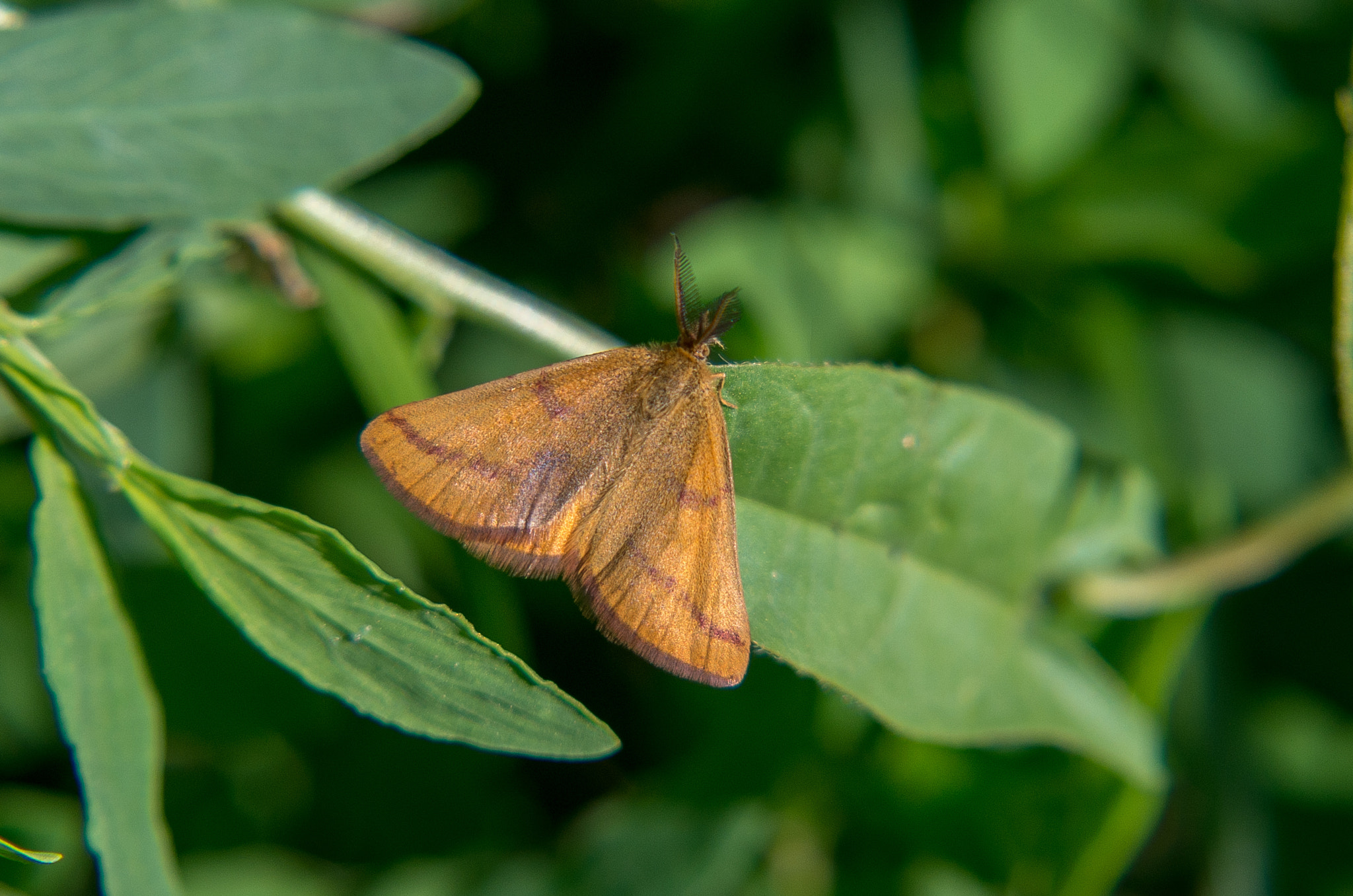 HD Pentax DA 55-300mm F4.0-5.8 ED WR sample photo. Purple-barred yellow // lythria purpuraria photography
