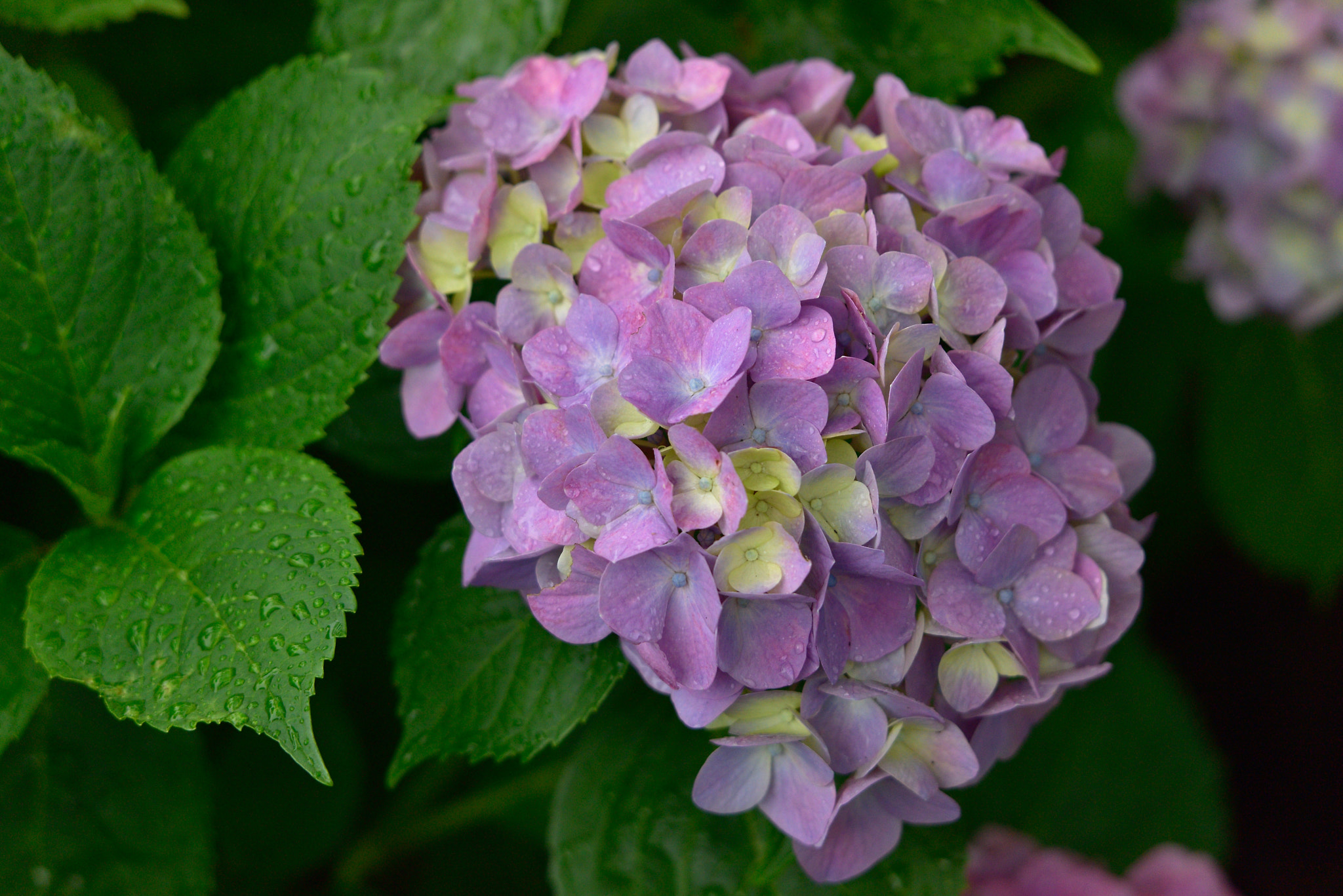 Nikon D810 + Sigma 50-500mm F4-6.3 EX APO RF HSM sample photo. Hydrangea あじさい photography