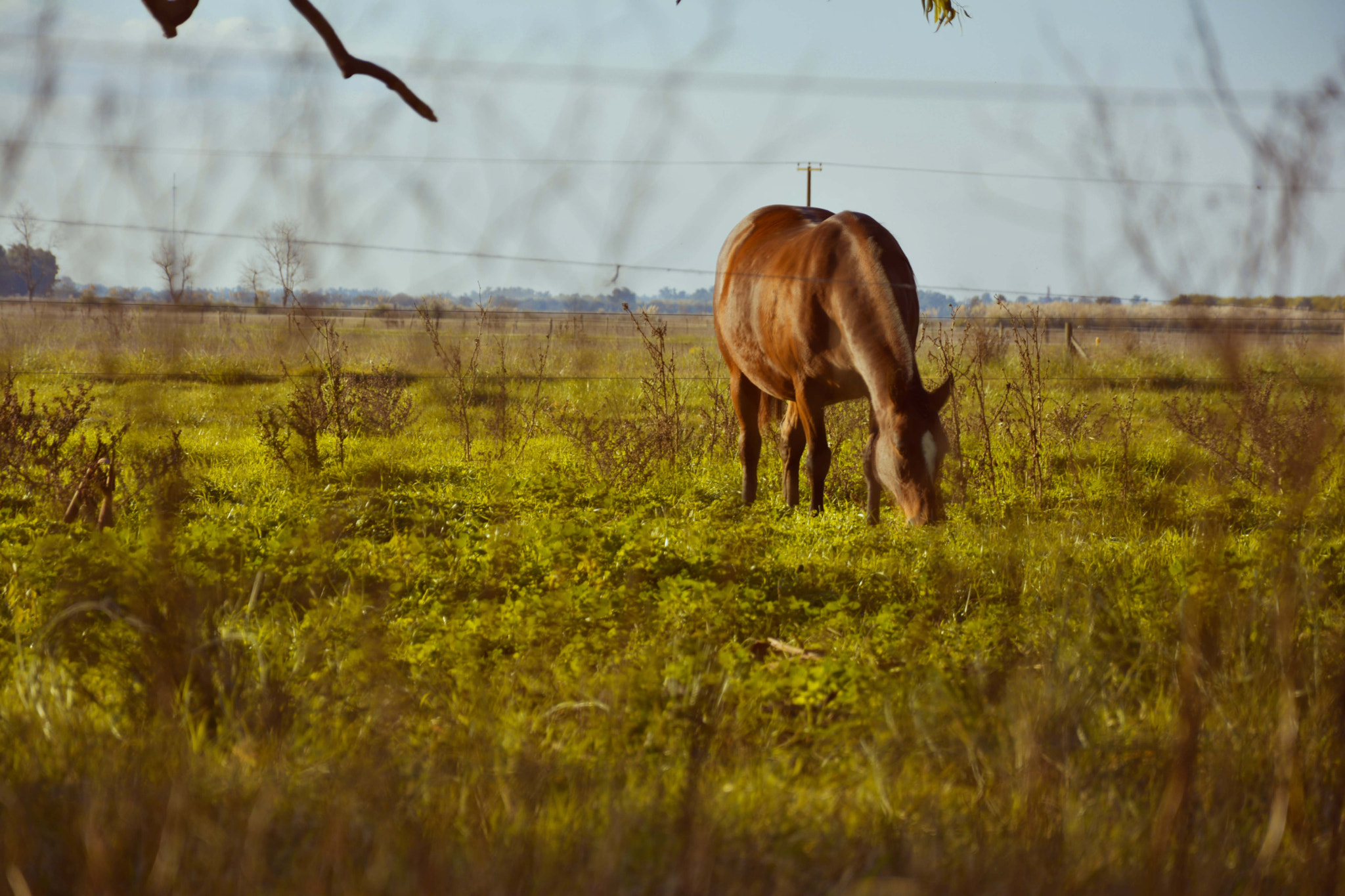 AF-S Zoom-Nikkor 80-200mm f/2.8D IF-ED sample photo. Caballo photography