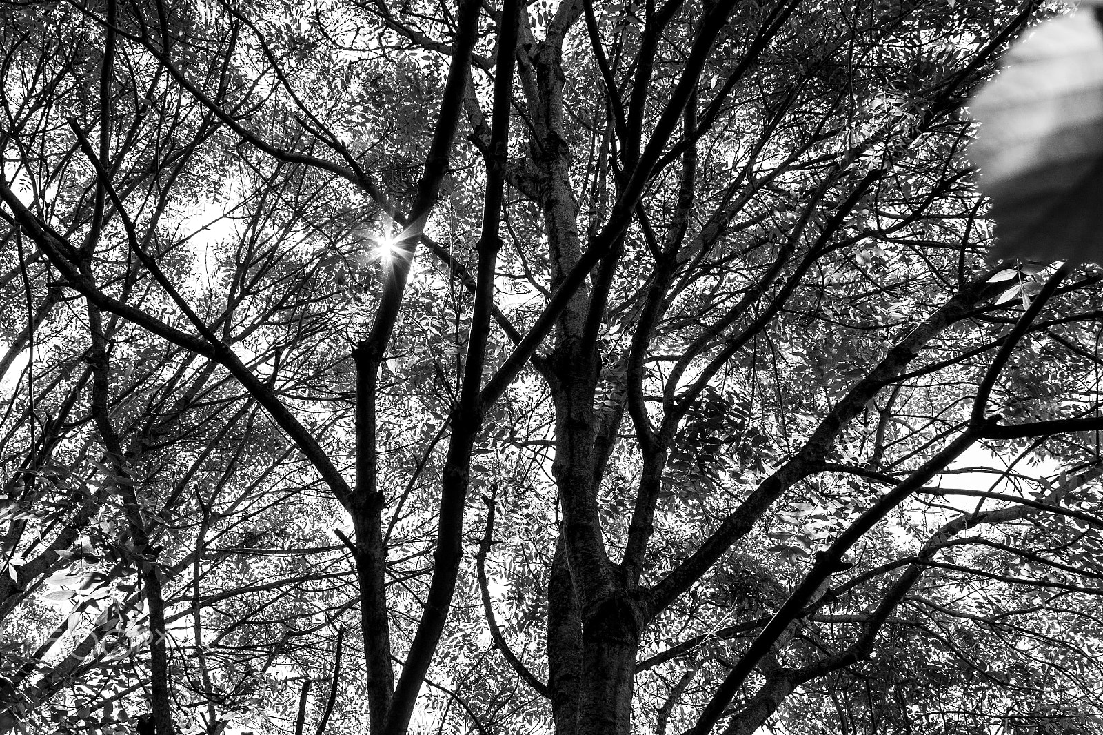 Canon EF 28-135mm F3.5-5.6 IS USM sample photo. Shady photography