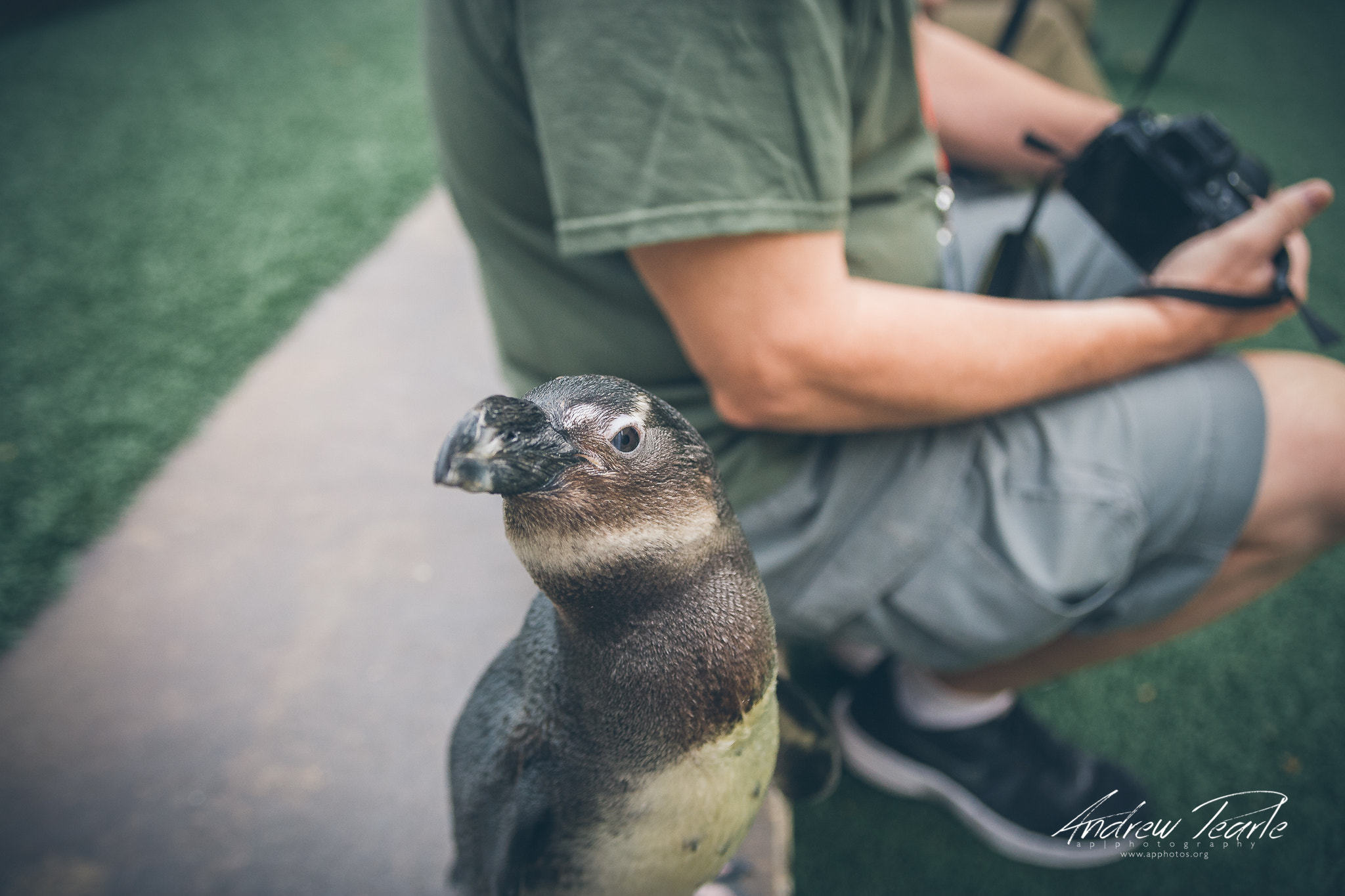 Canon EOS 5D + EF28-70mm f/2.8L USM sample photo. Dottie the penguin walked up to me and i snagged this shot! photography