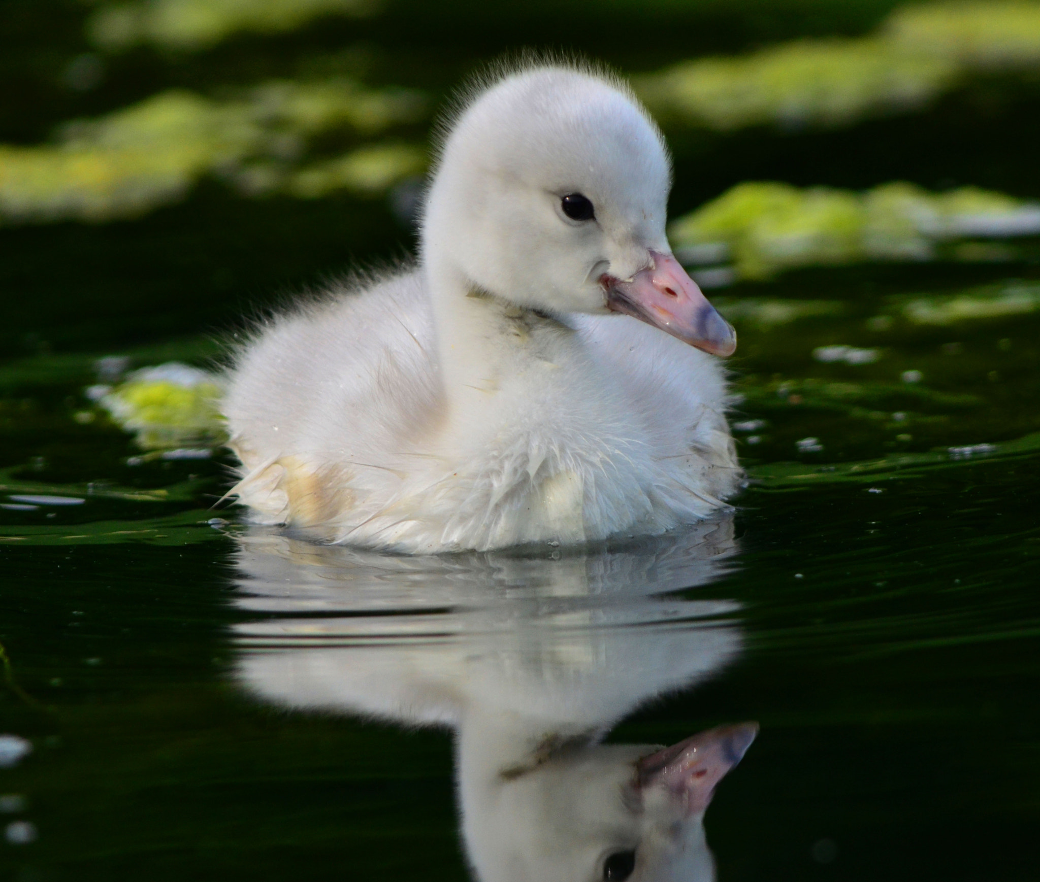 Nikon D7000 + Zoom-Nikkor 1200-1700mm f/5.6-8 P ED IF sample photo. Trumpeter swan cygnet photography